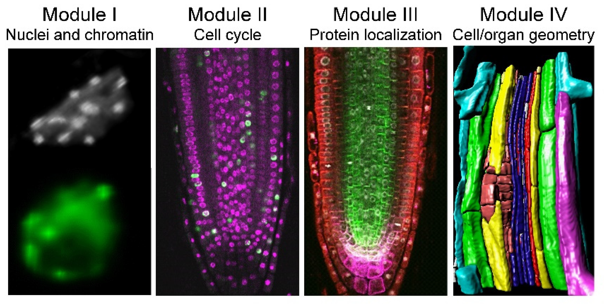Plants 10 02399 g001 550