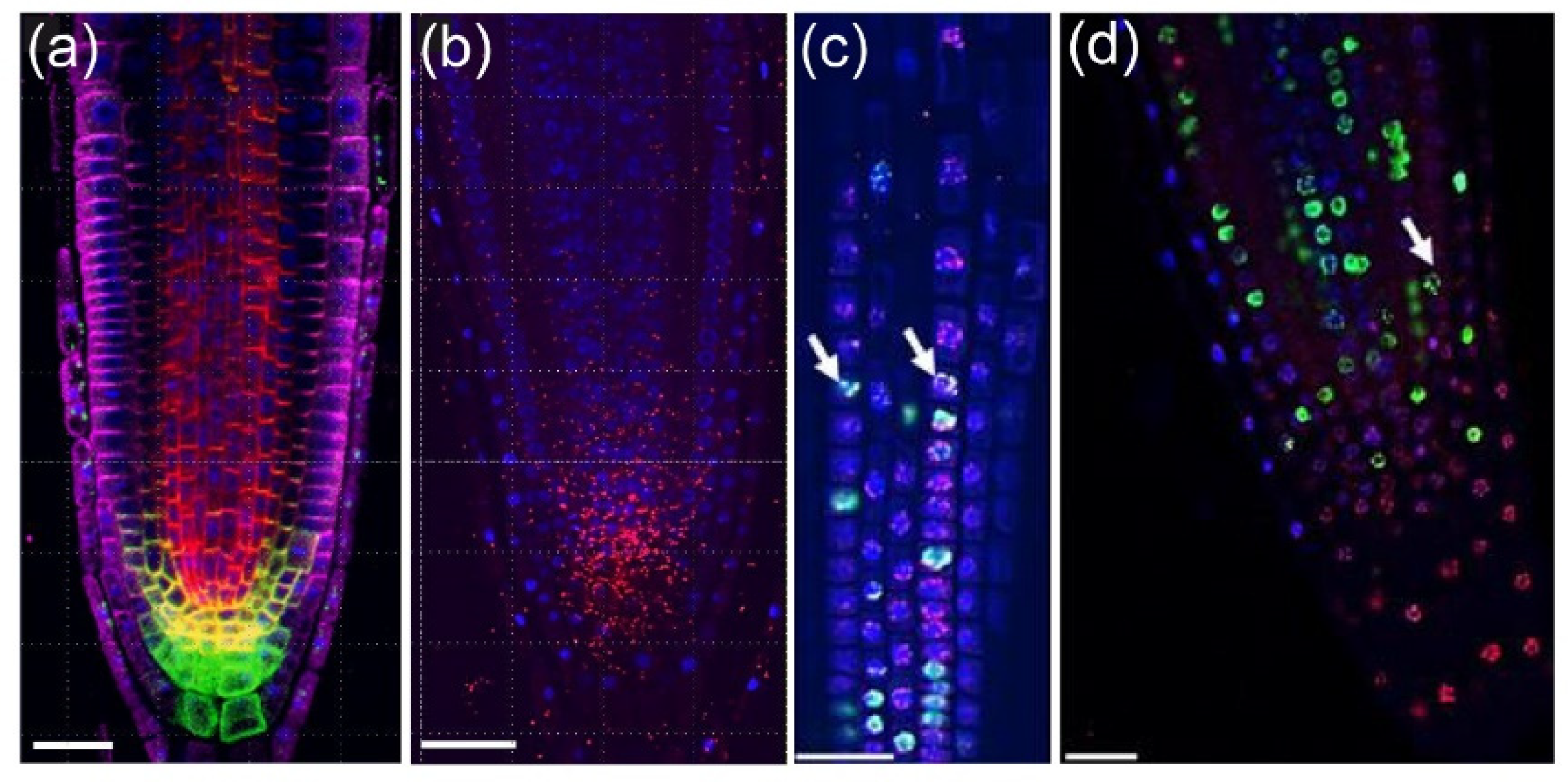 Plants 10 02399 g006 550