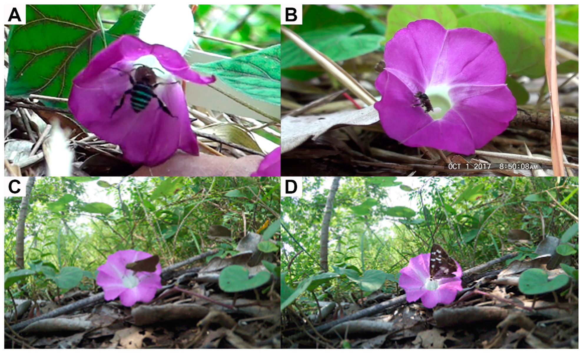 Plants 10 02402 g003