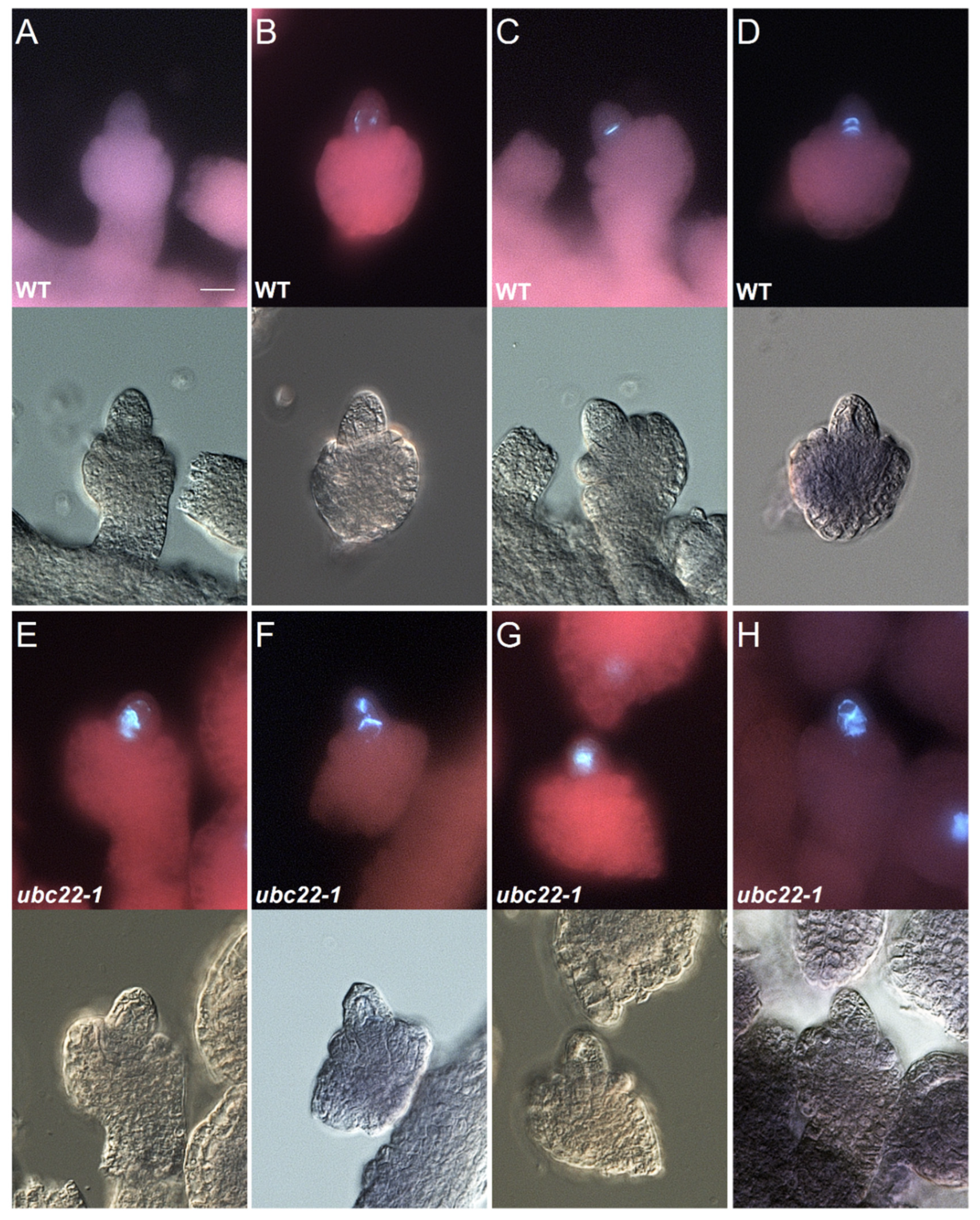 Plants 10 02418 g001 Plants 10 02418 g001