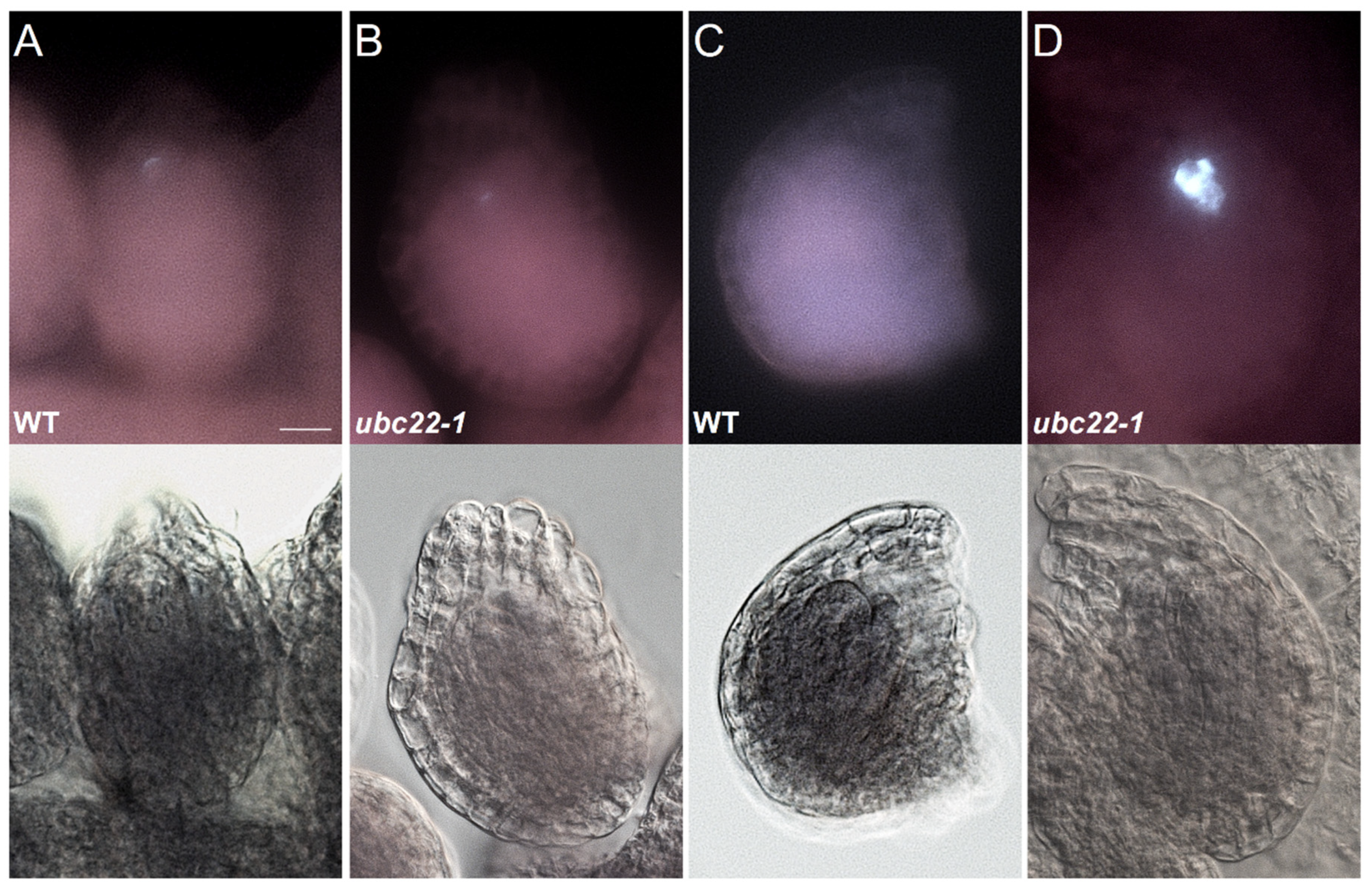 Plants 10 02418 g002 Plants 10 02418 g002