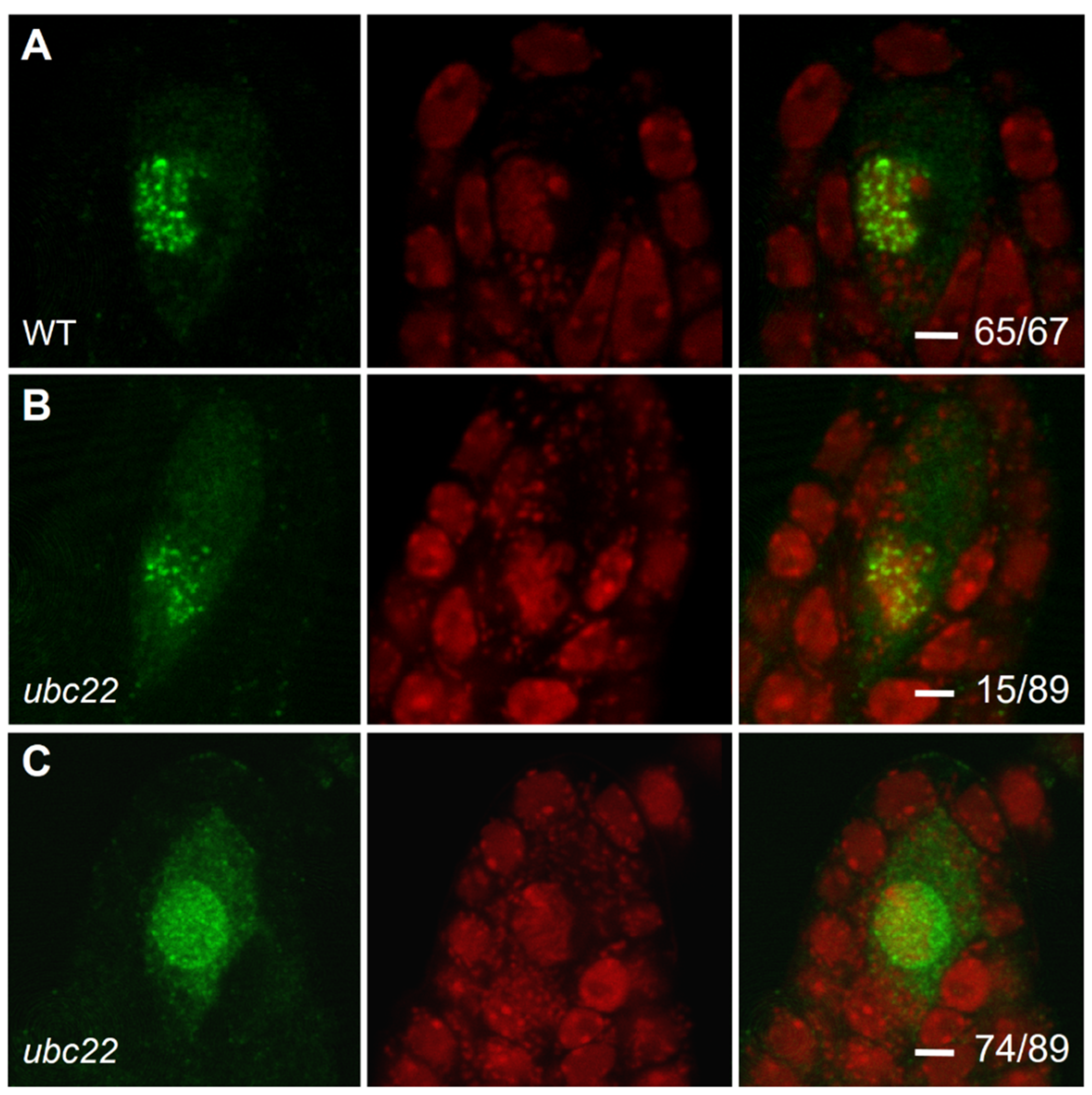 Plants 10 02418 g004 Plants 10 02418 g004