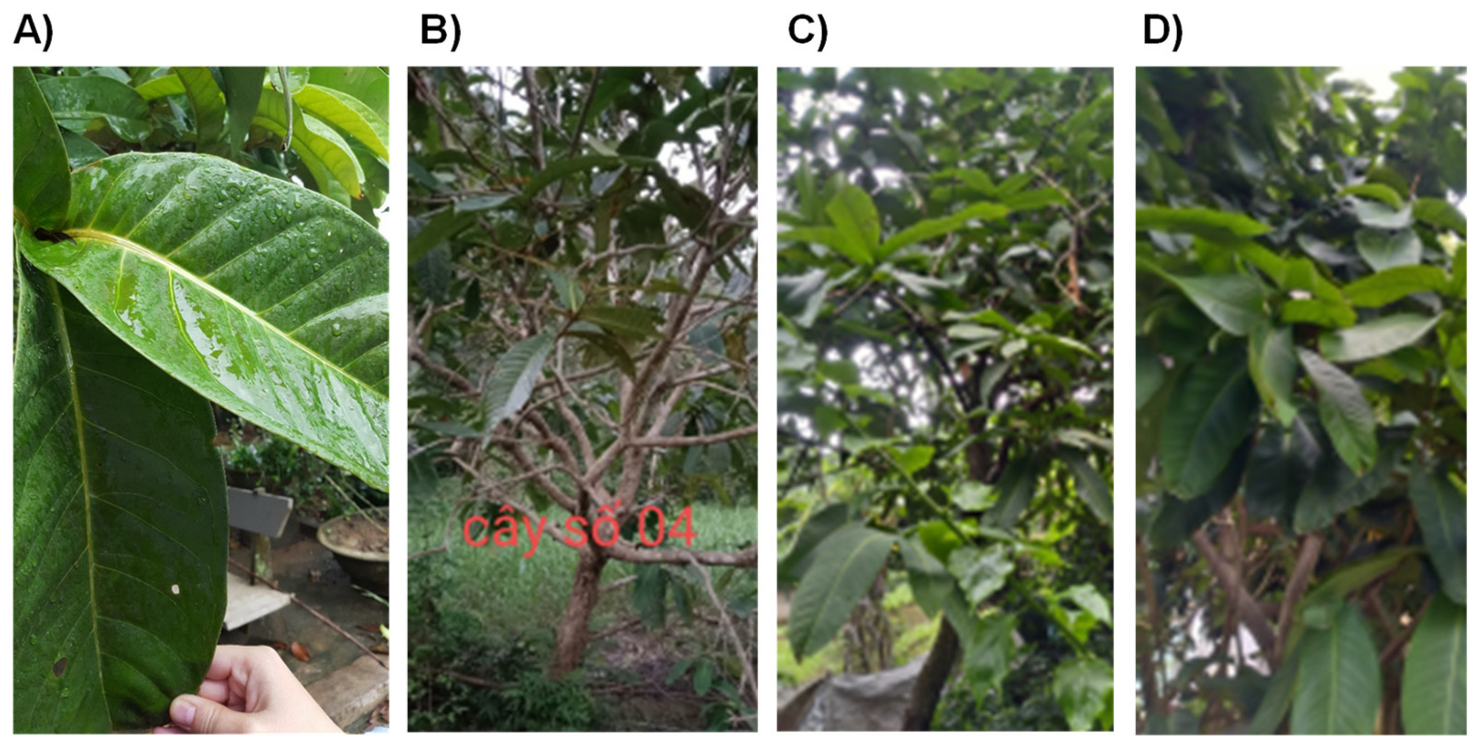 Plants 10 02428 g001 Plants 10 02428 g001