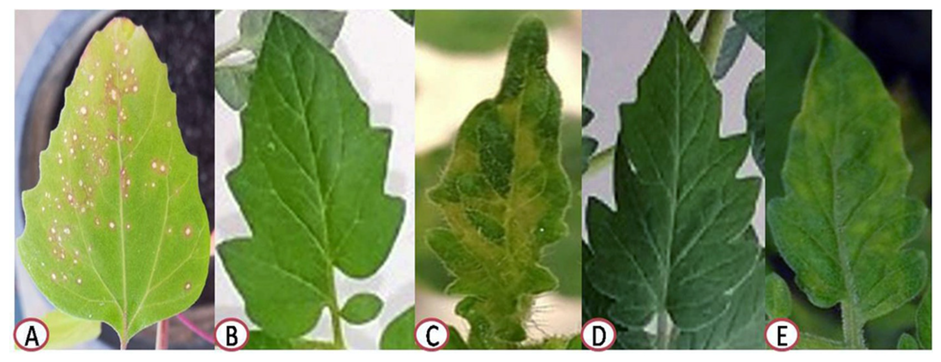 Plants 10 02435 g001 Plants 10 02435 g001