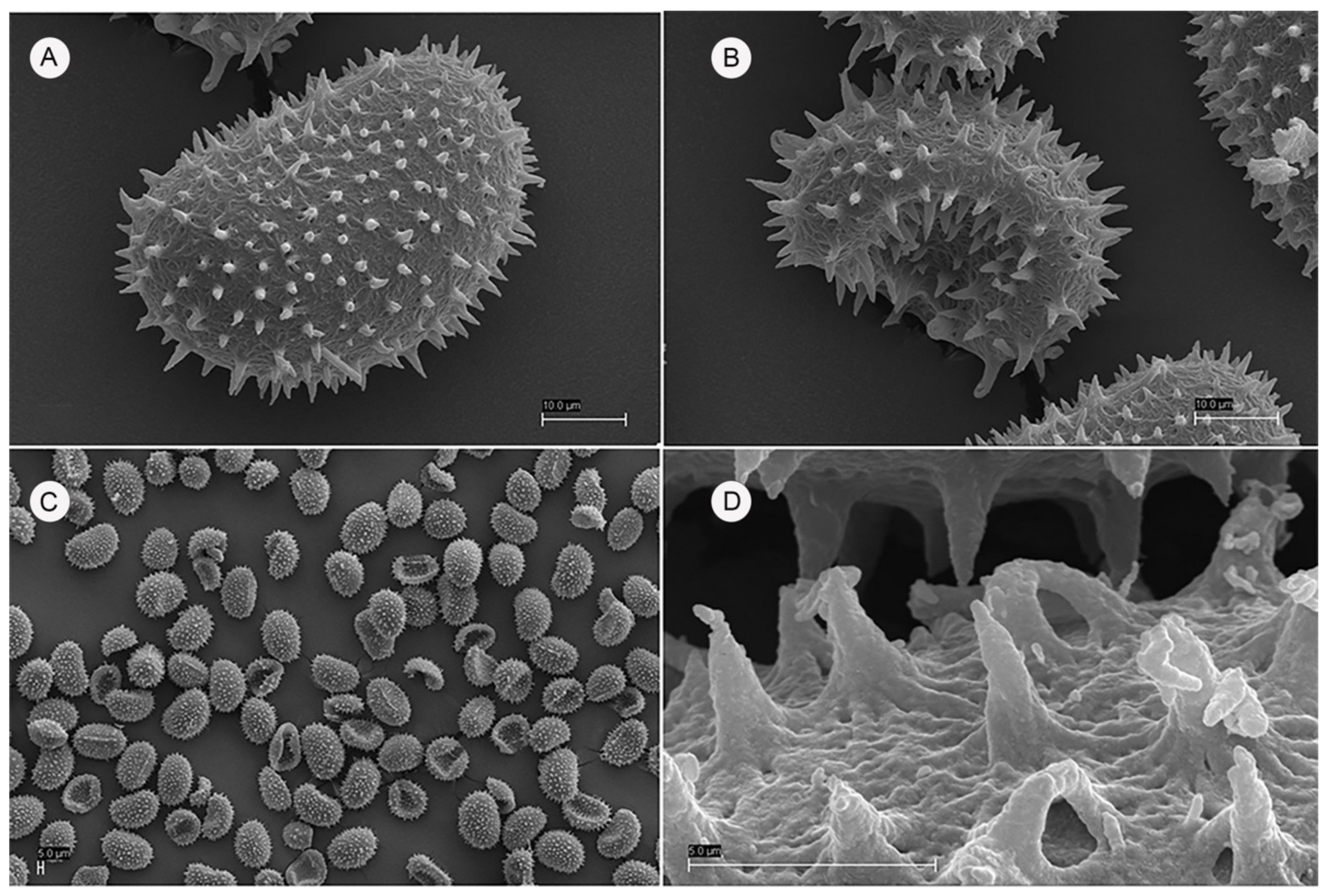 Plants 10 02448 g001 550