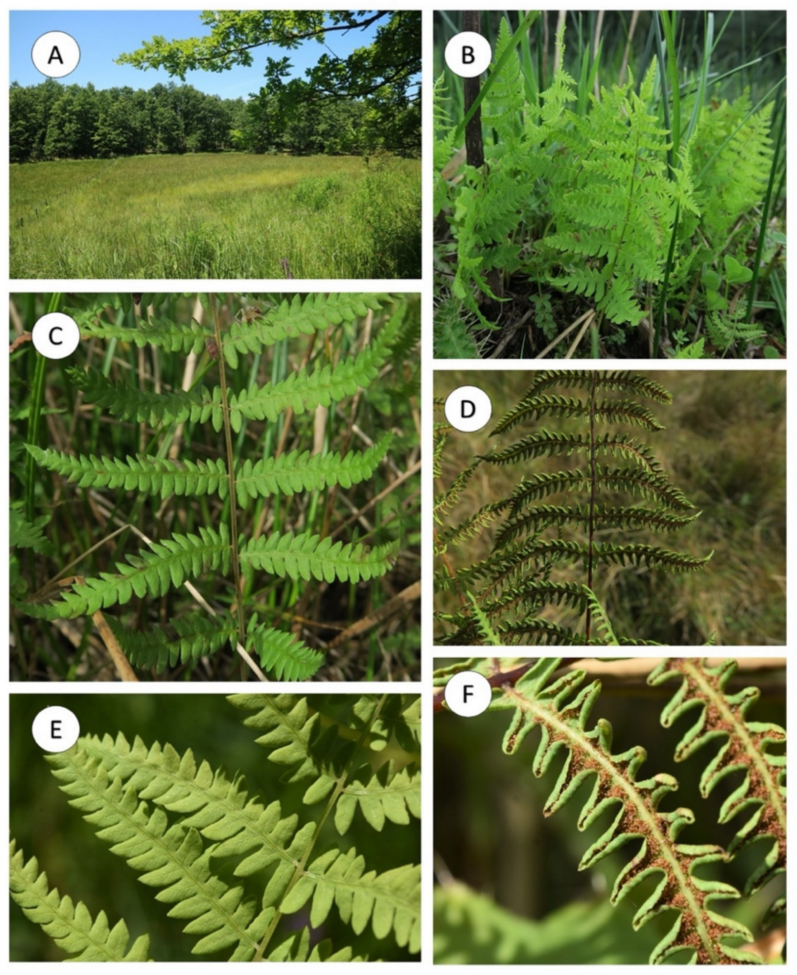 Plants 10 02448 g002 550