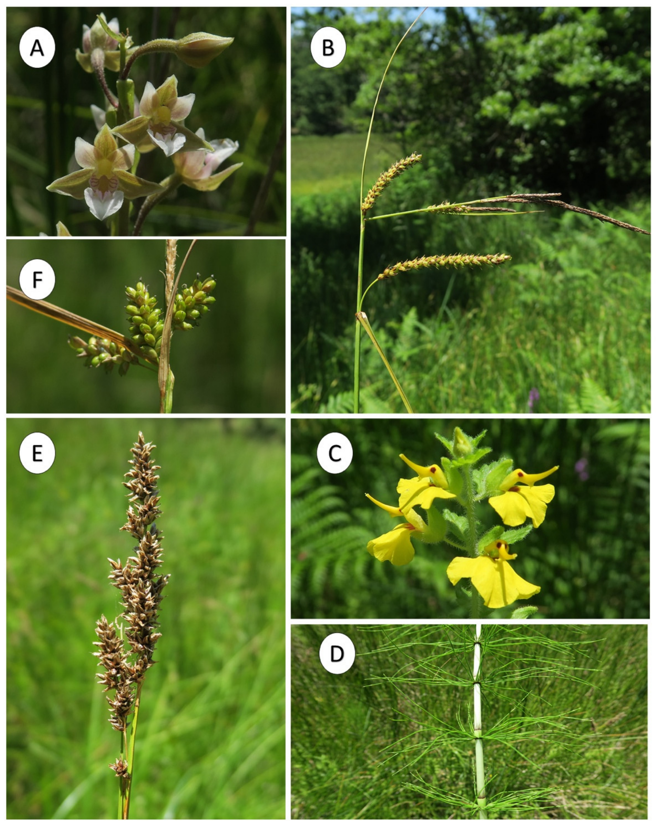 Plants 10 02448 g006 550