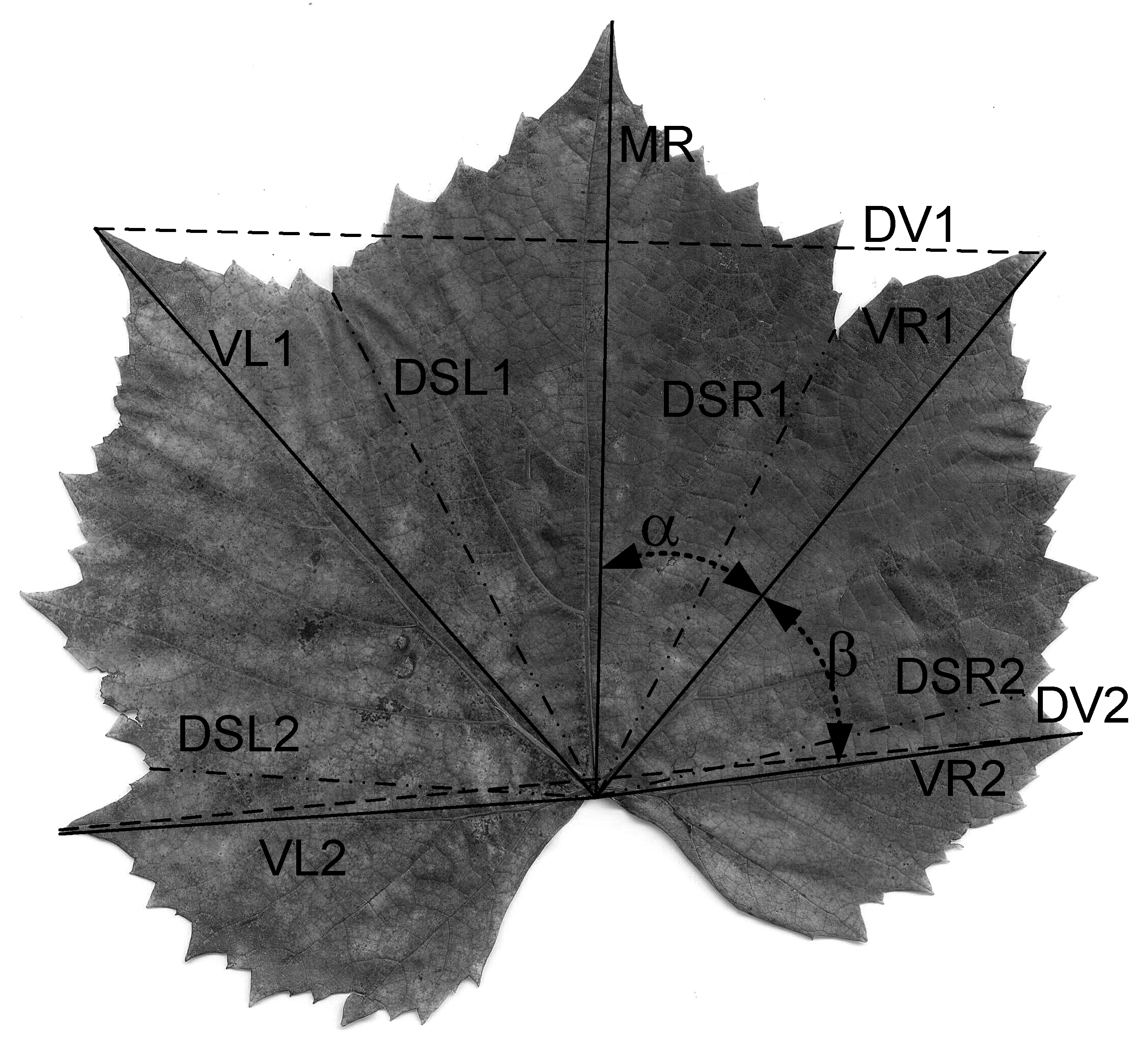 Plants 10 02453 g002