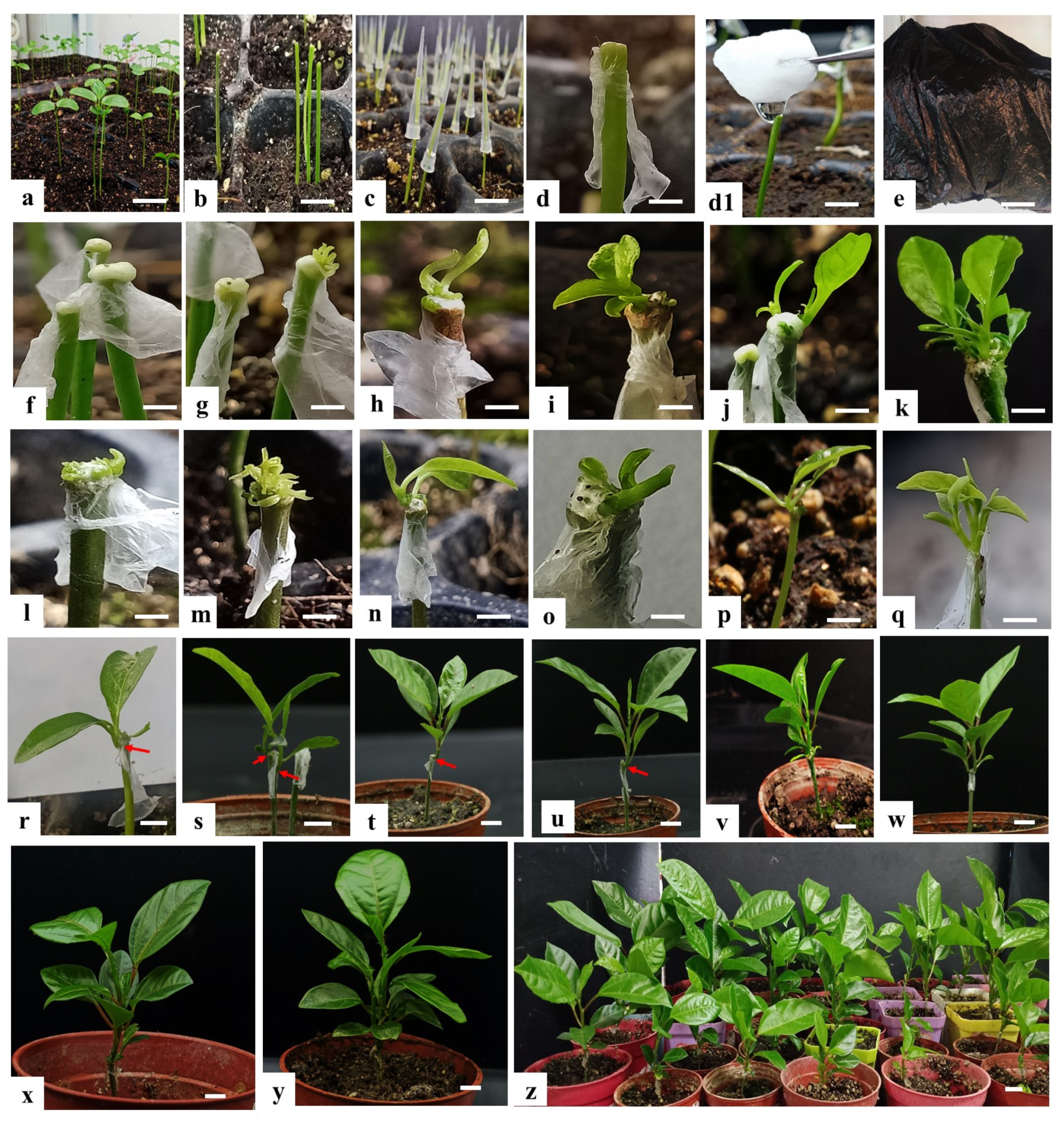 Plants 10 02459 g001