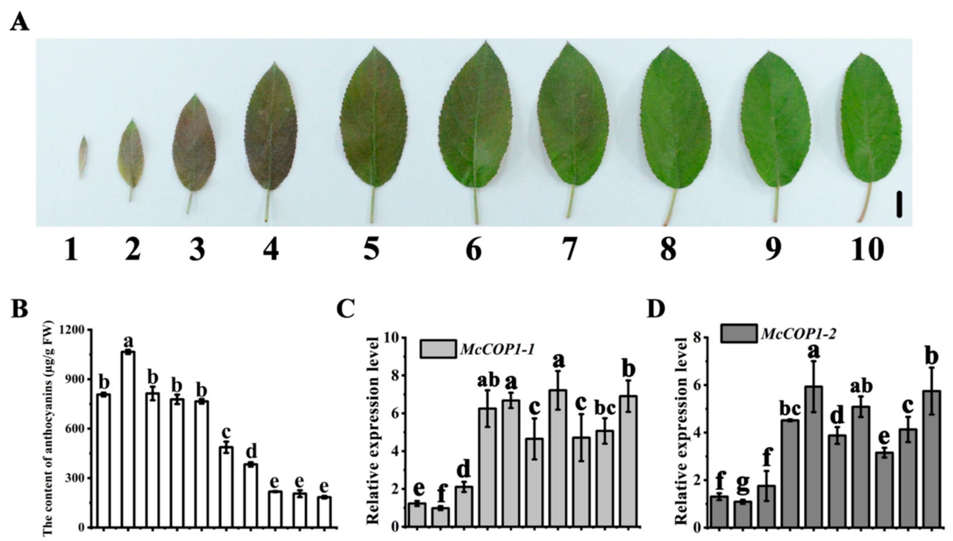 Plants 10 02466 g001 550