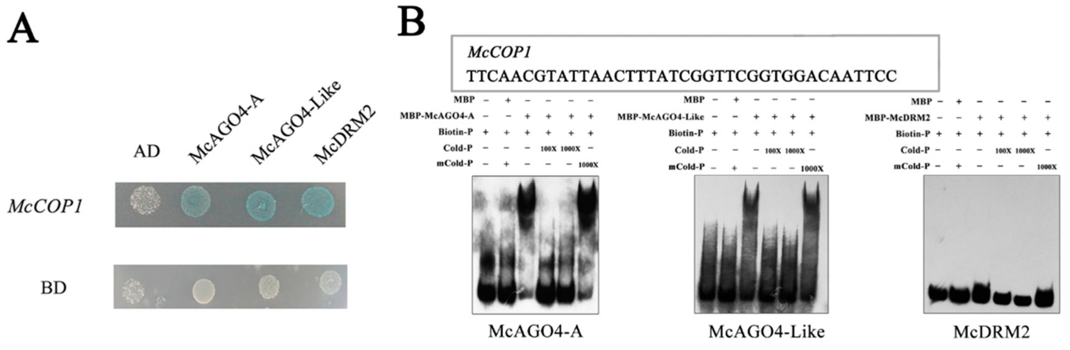 Plants 10 02466 g004 550