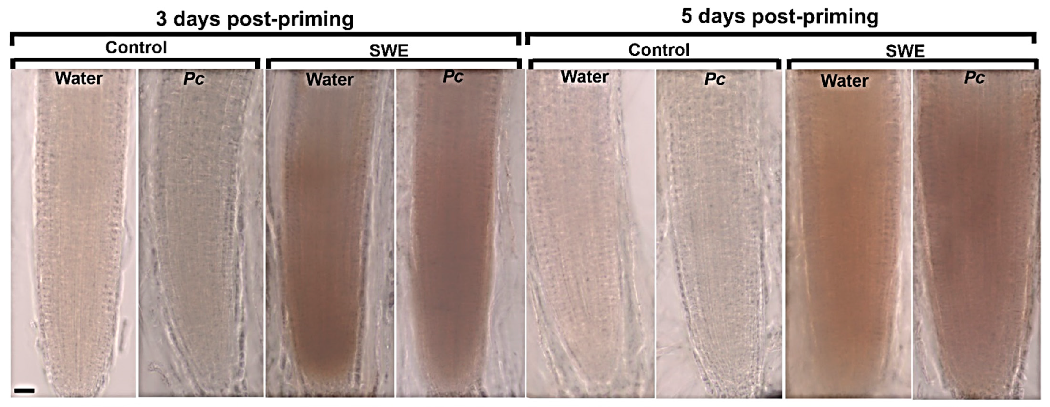 Plants 10 02476 g008 Plants 10 02476 g008