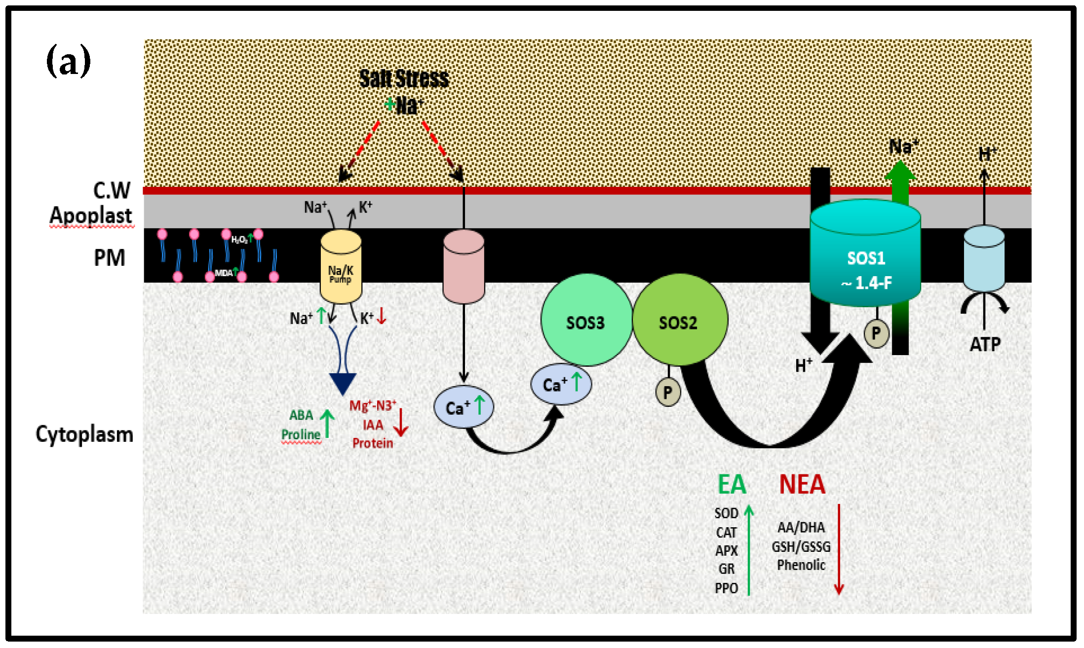 Plants 10 02477 g005a Plants 10 02477 g005a
