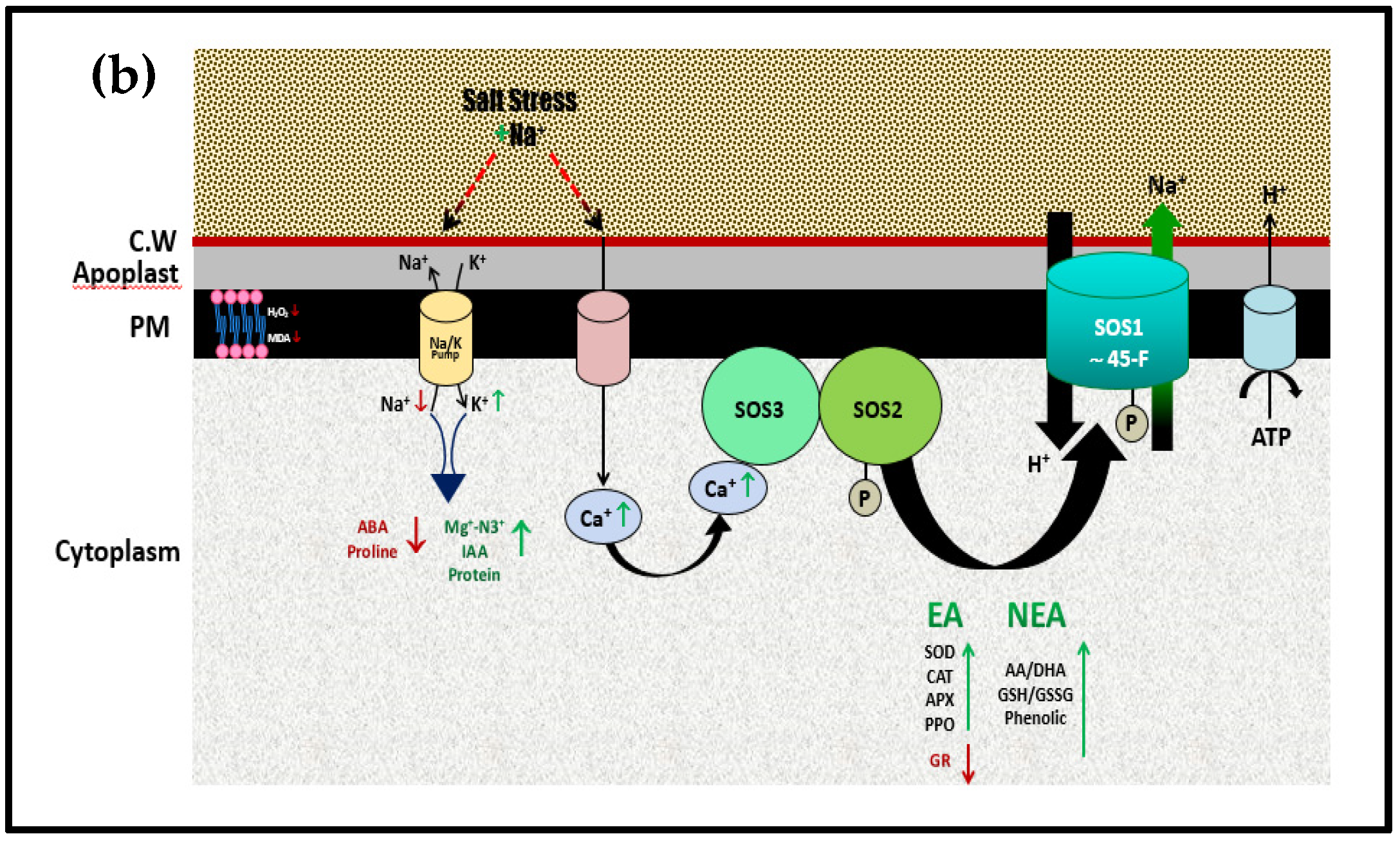 Plants 10 02477 g005b Plants 10 02477 g005b