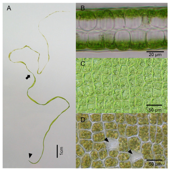 Plants | Free Full-Text | Massive Ulva Green Tides Caused by Inhibition of  Biomass Allocation to Sporulation