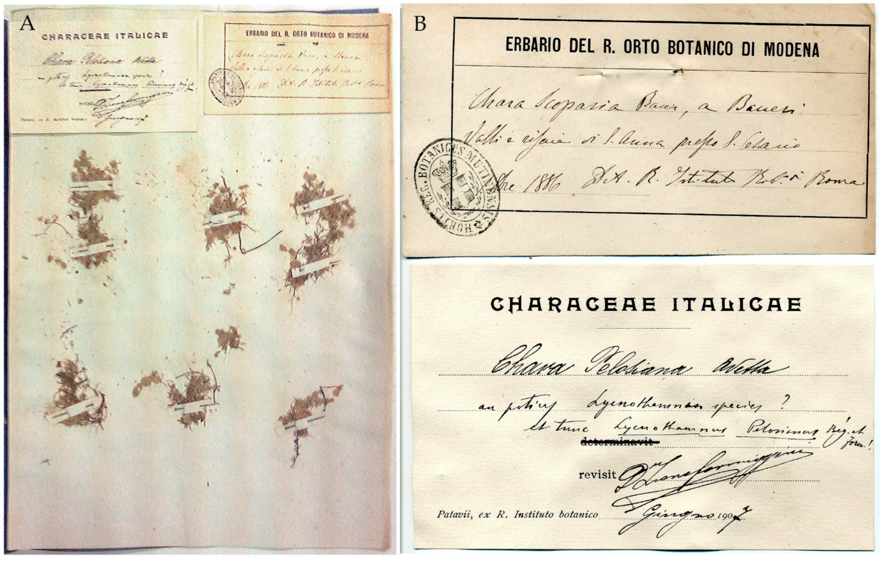 Plants 10 02488 g002