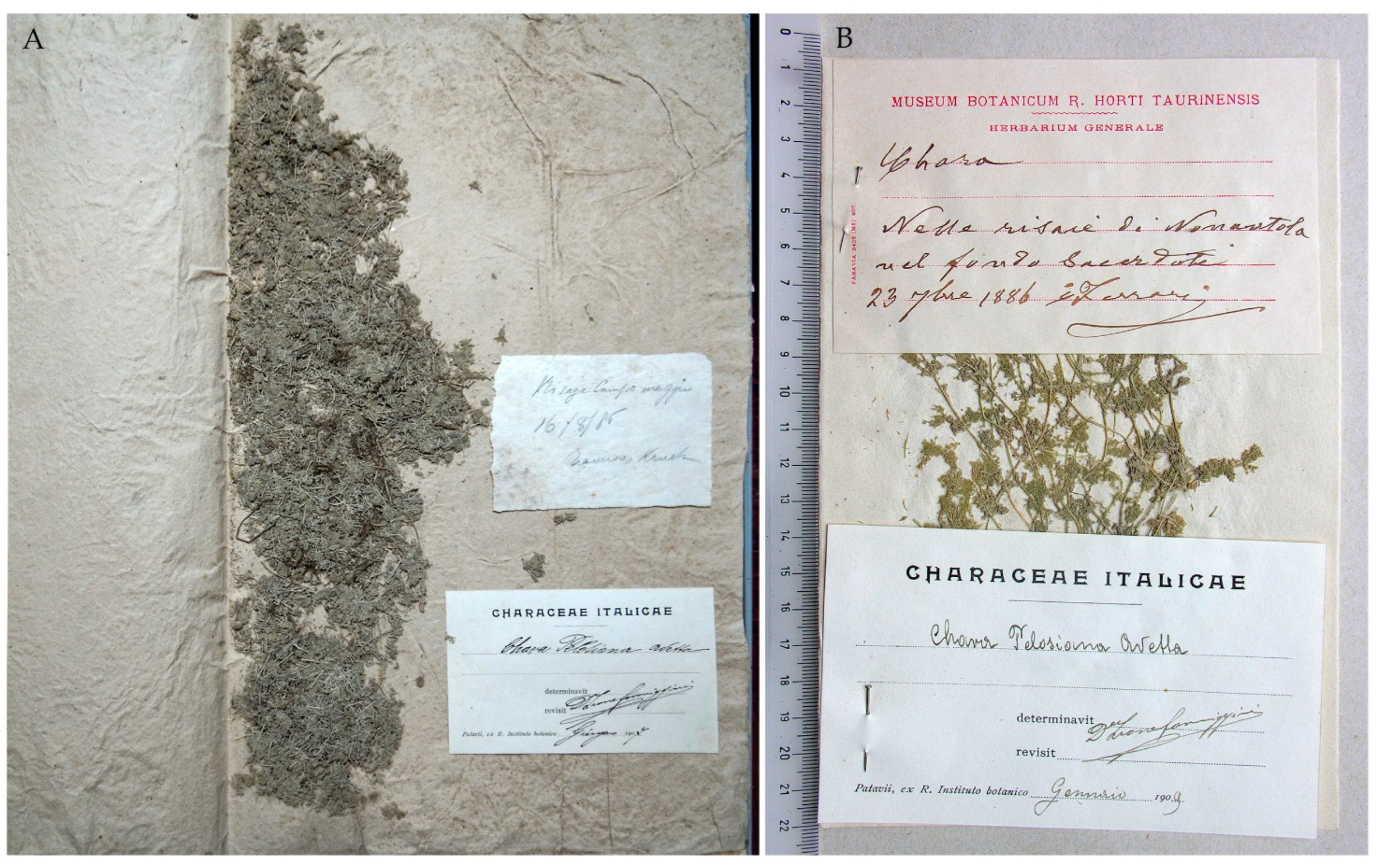 Plants 10 02488 g005