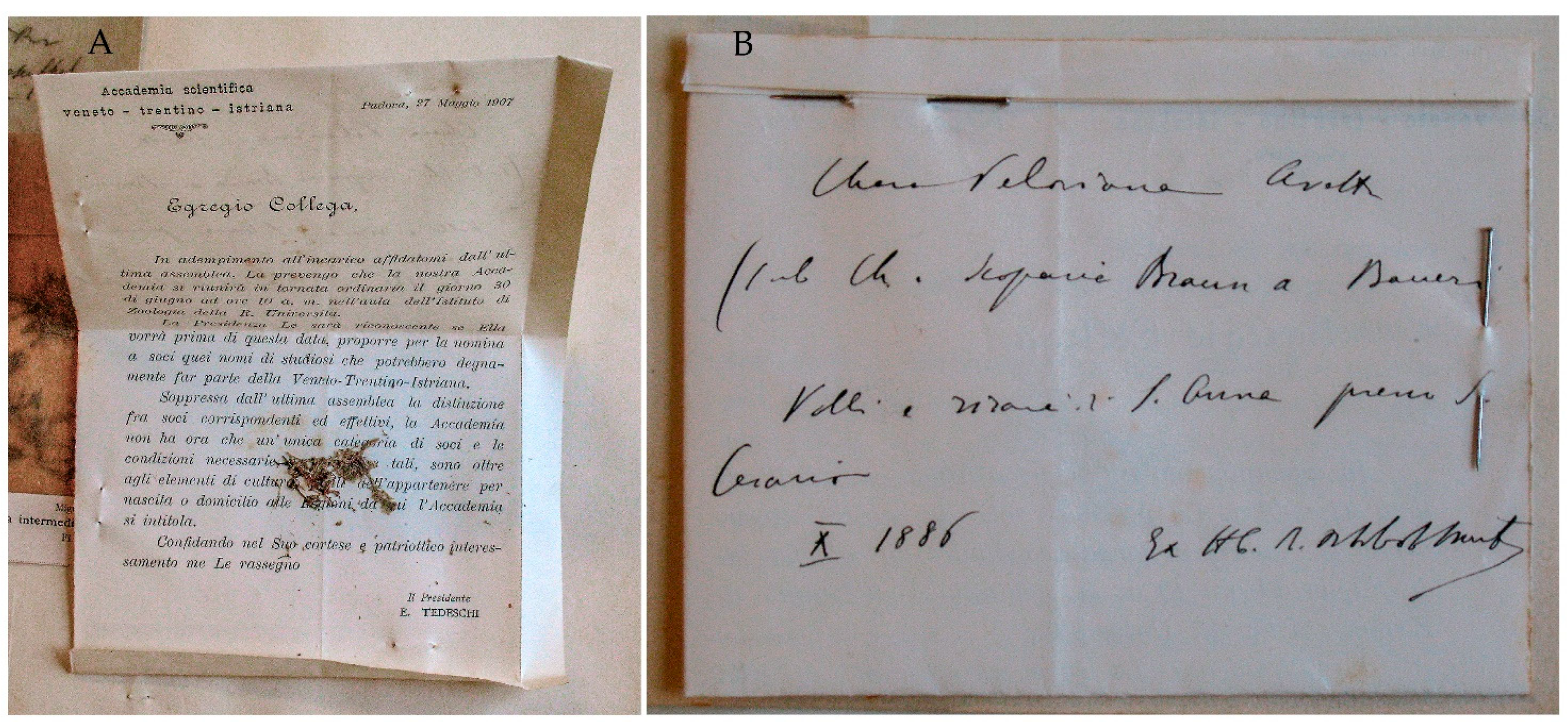 Plants Free Full Text The Contribution Of Historical And Morphological Studies On Herbarium Specimens To A Better Definition Of Chara Pelosiana Avetta Charales Charophyceae Html