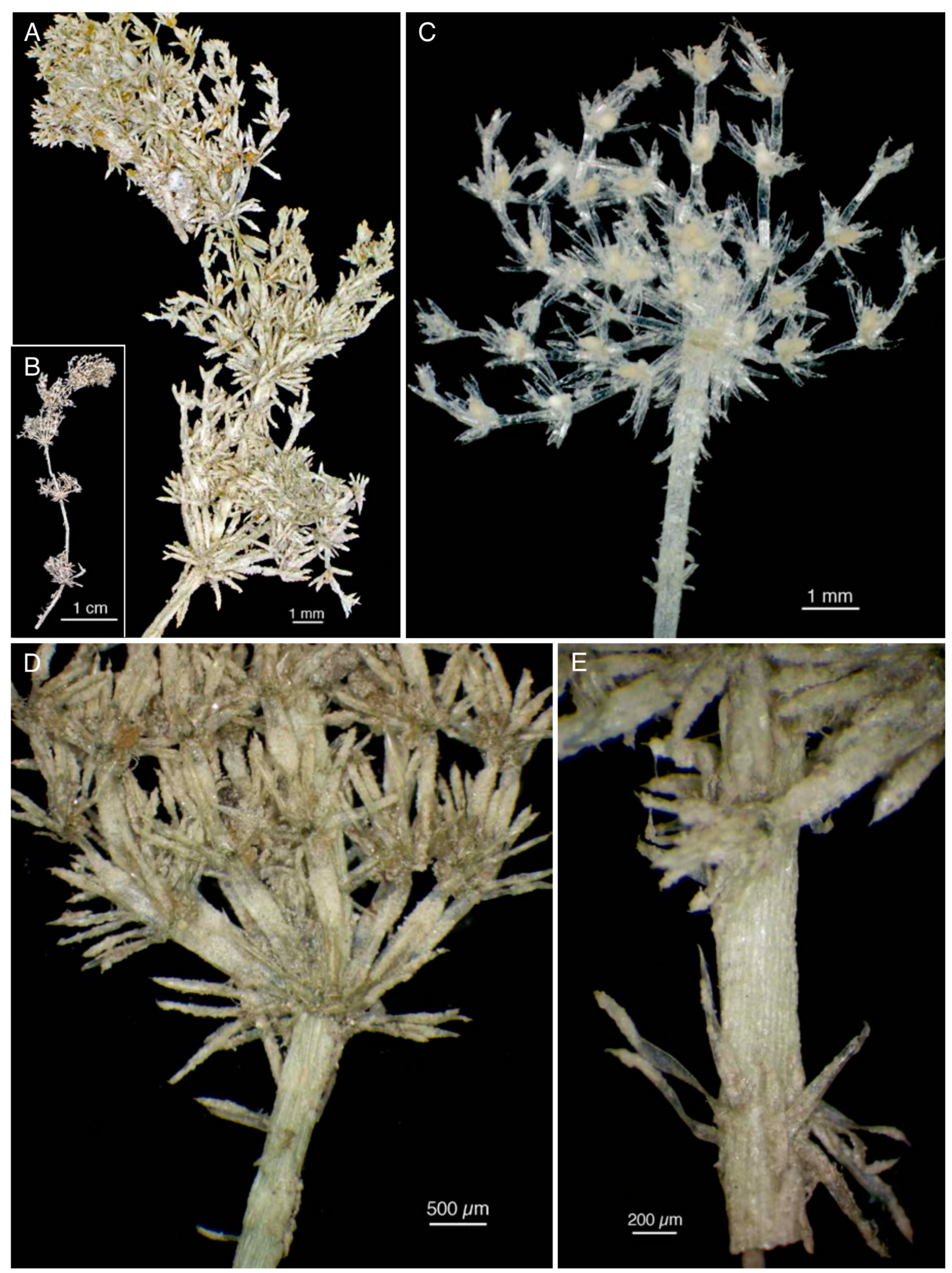 Plants 10 02488 g010