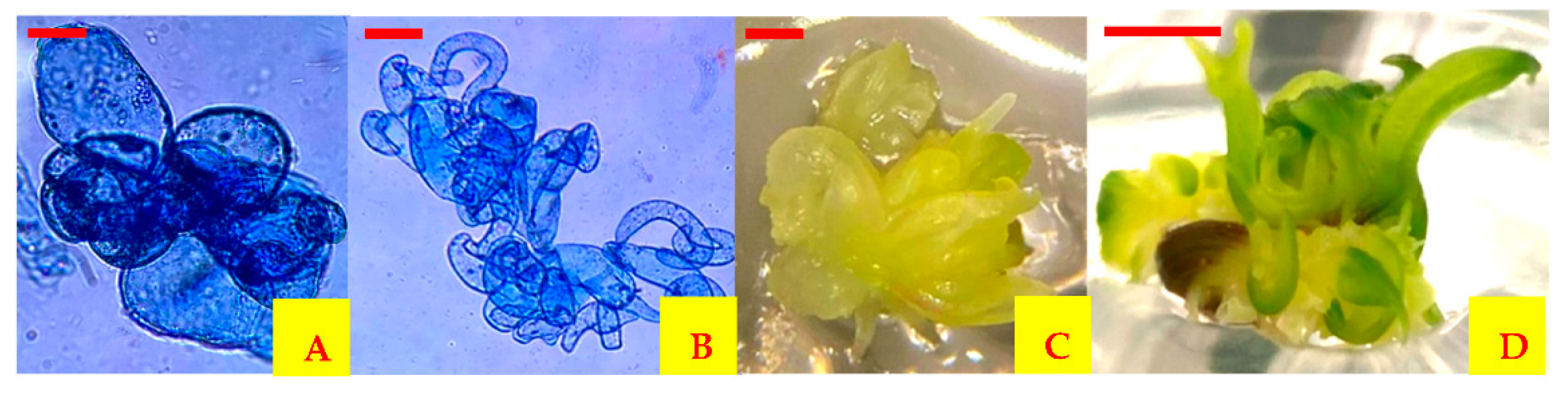 Plants 10 02491 g003 Plants 10 02491 g003