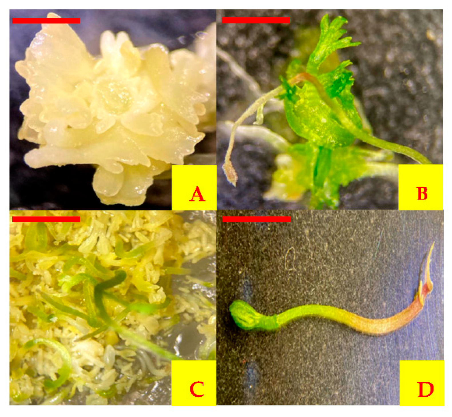 Plants 10 02491 g004 Plants 10 02491 g004