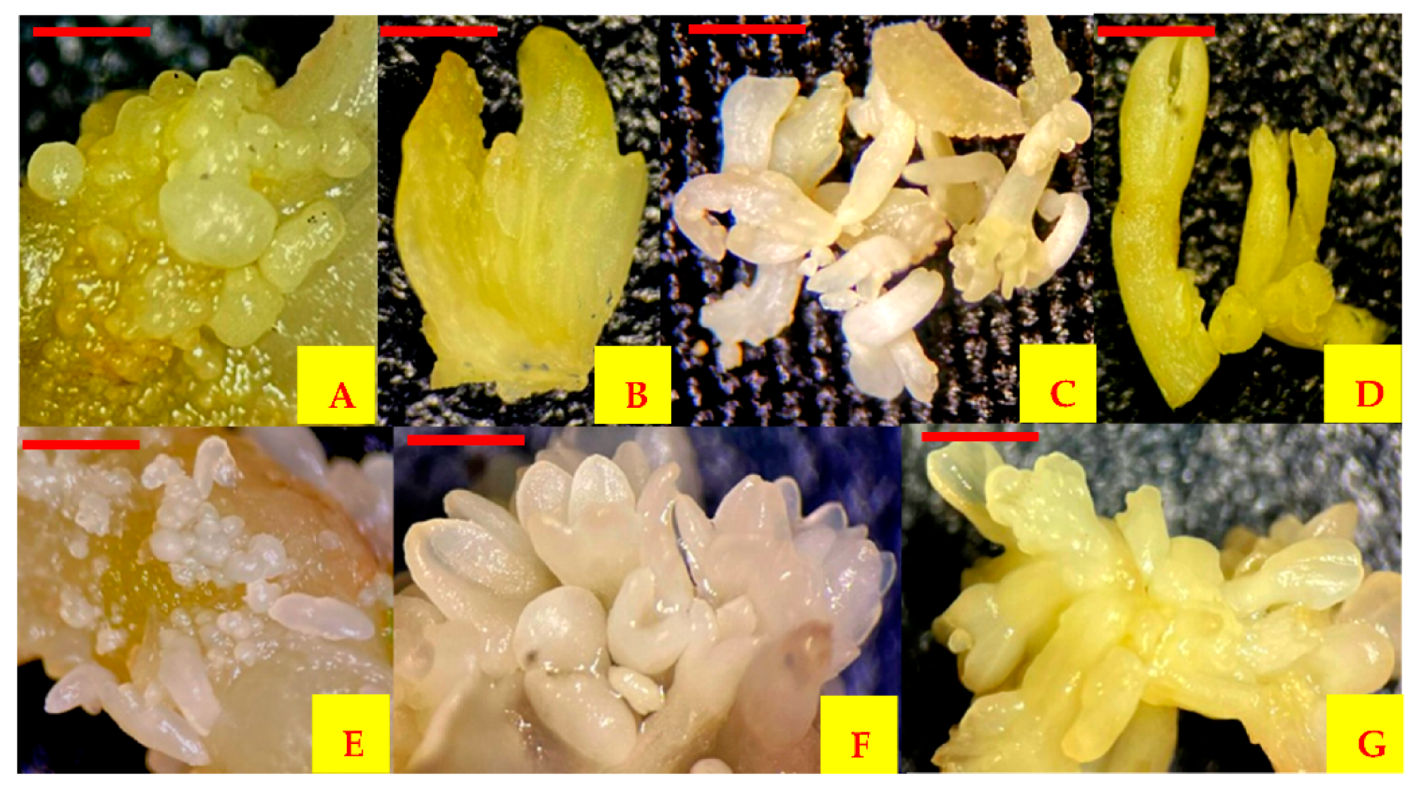 Plants 10 02491 g005 Plants 10 02491 g005