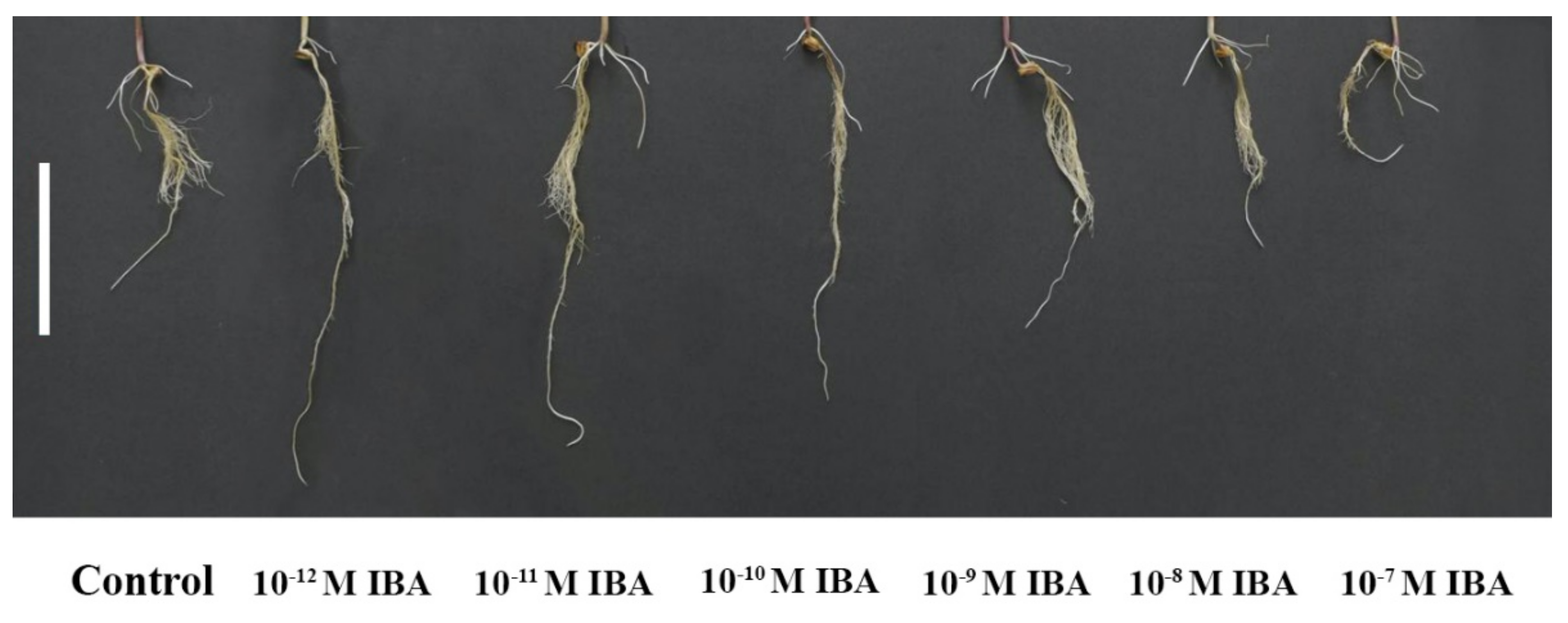 Plants 10 02503 g001 550