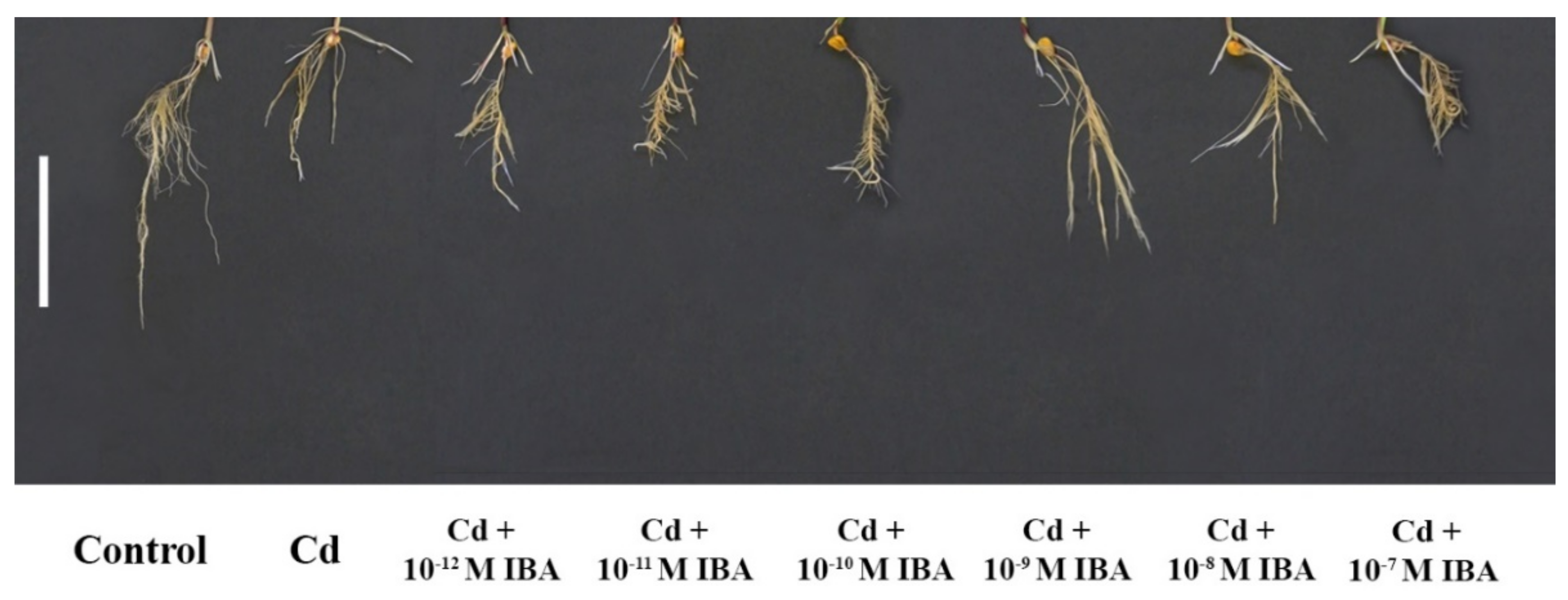 Plants 10 02503 g003 550