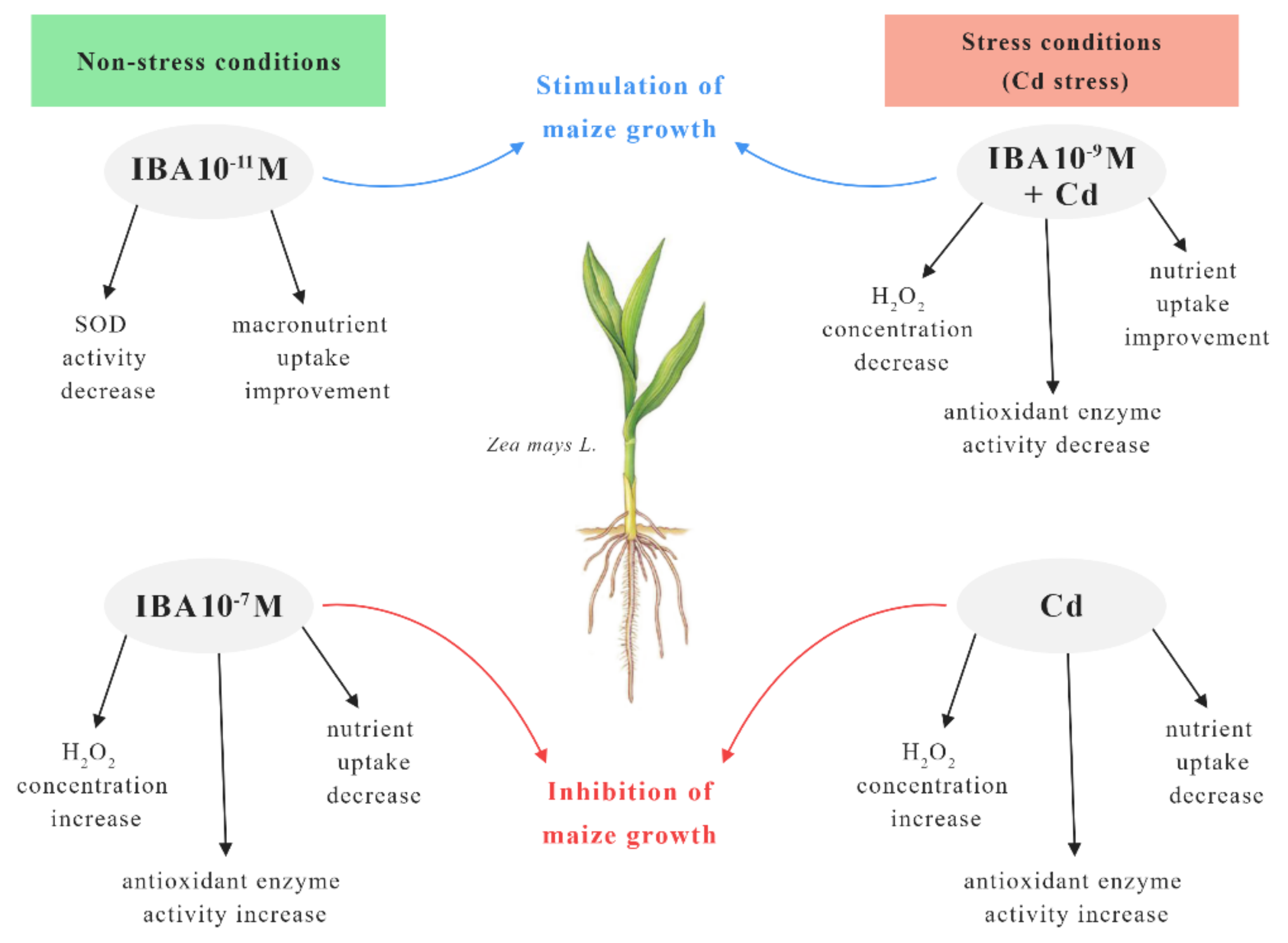 Plants 10 02503 g011 550