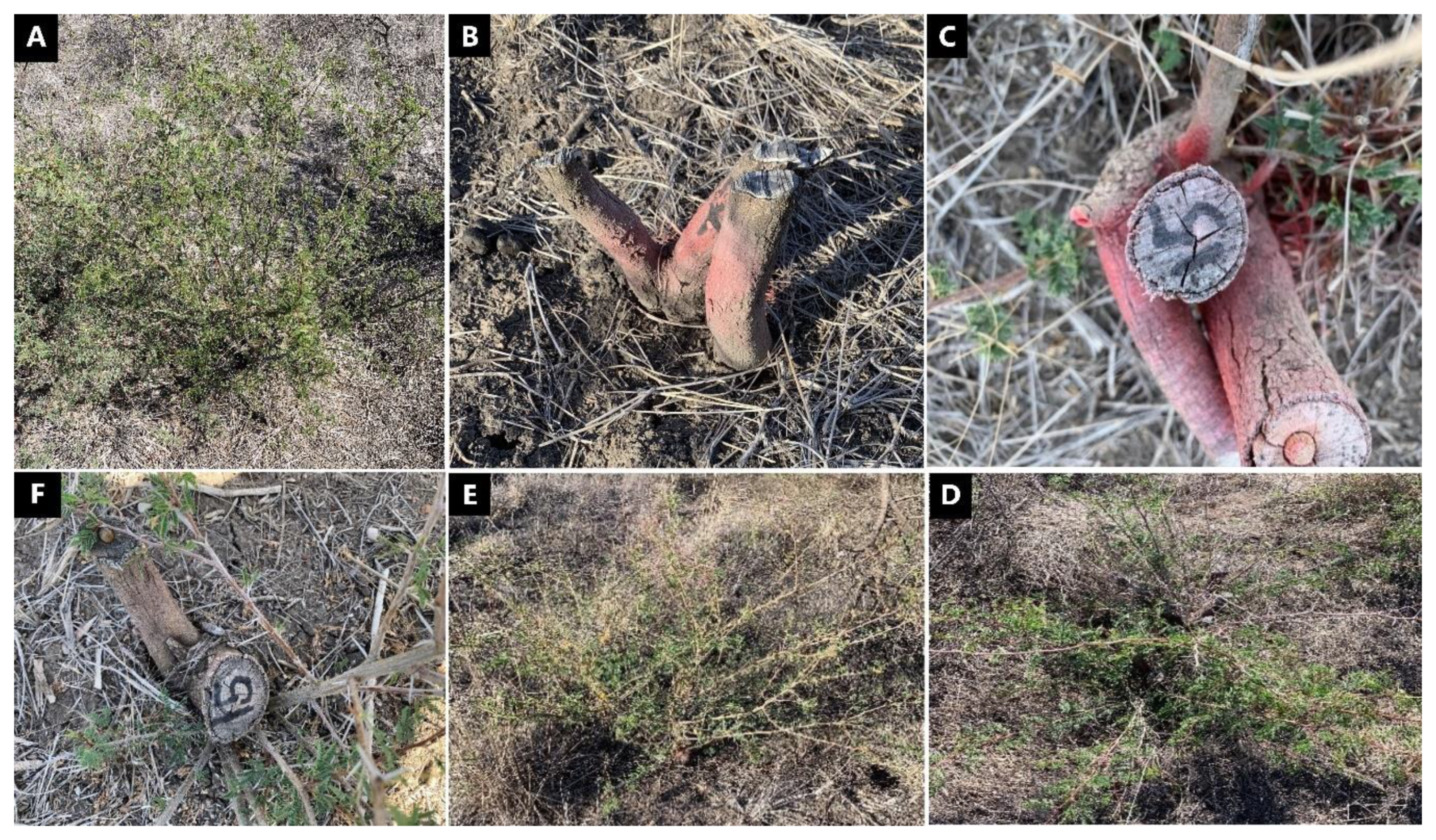 Plants 10 02505 g008