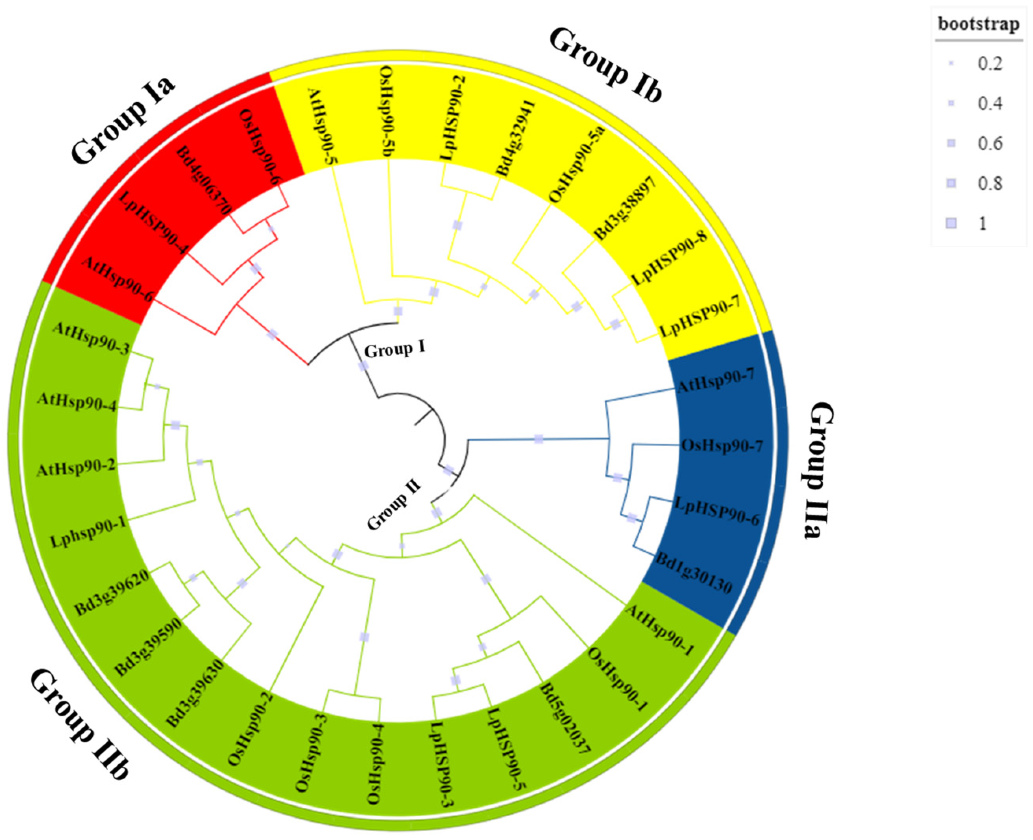 Genome-Wide Identification of Hsp90 Gene Family in Perennial