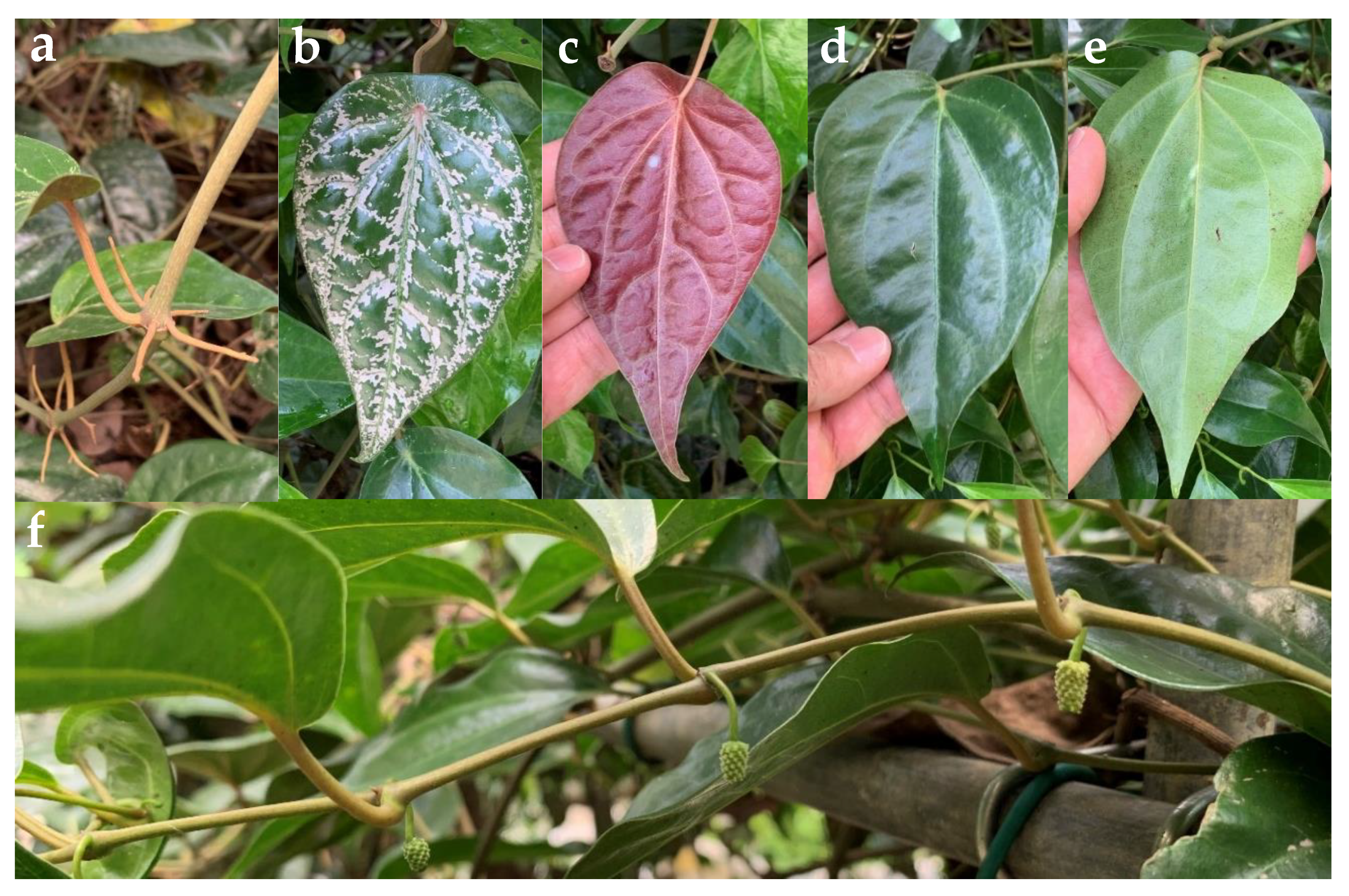 Plants 10 02510 g002