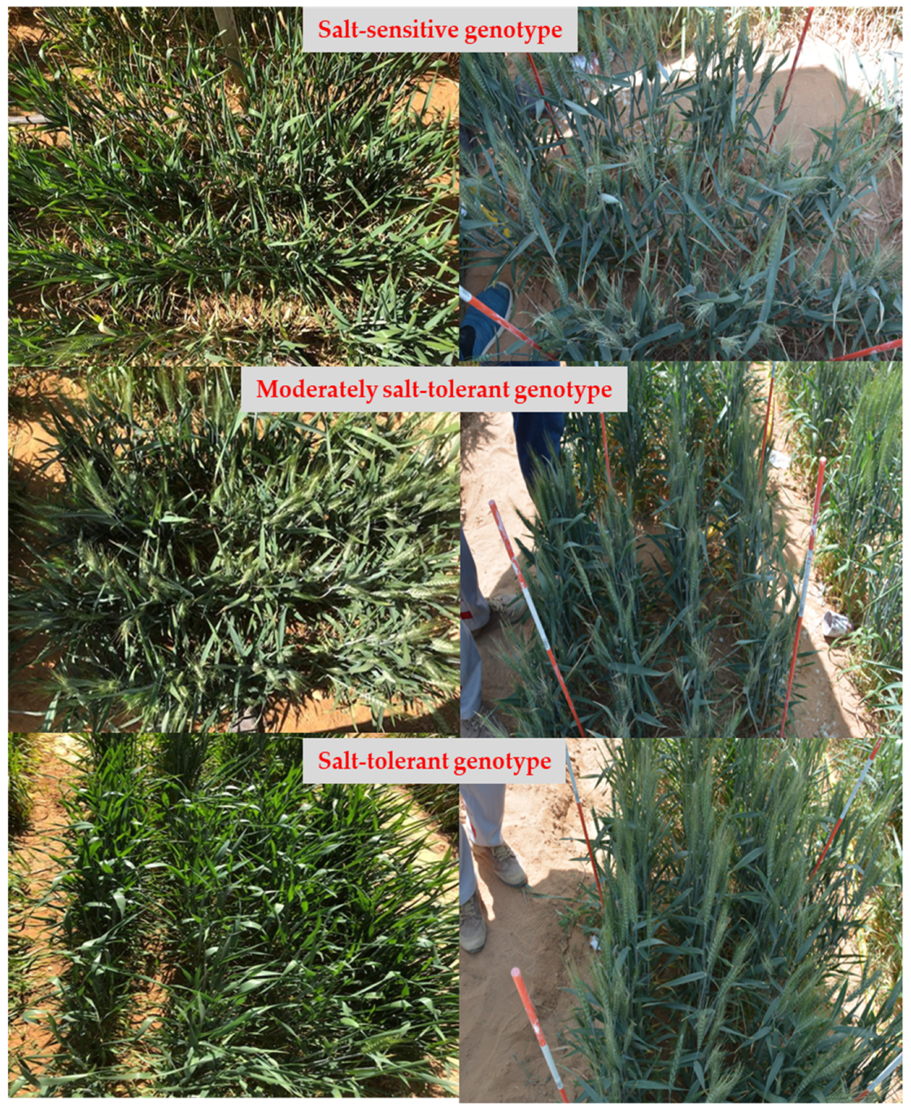 Plants 10 02512 g004