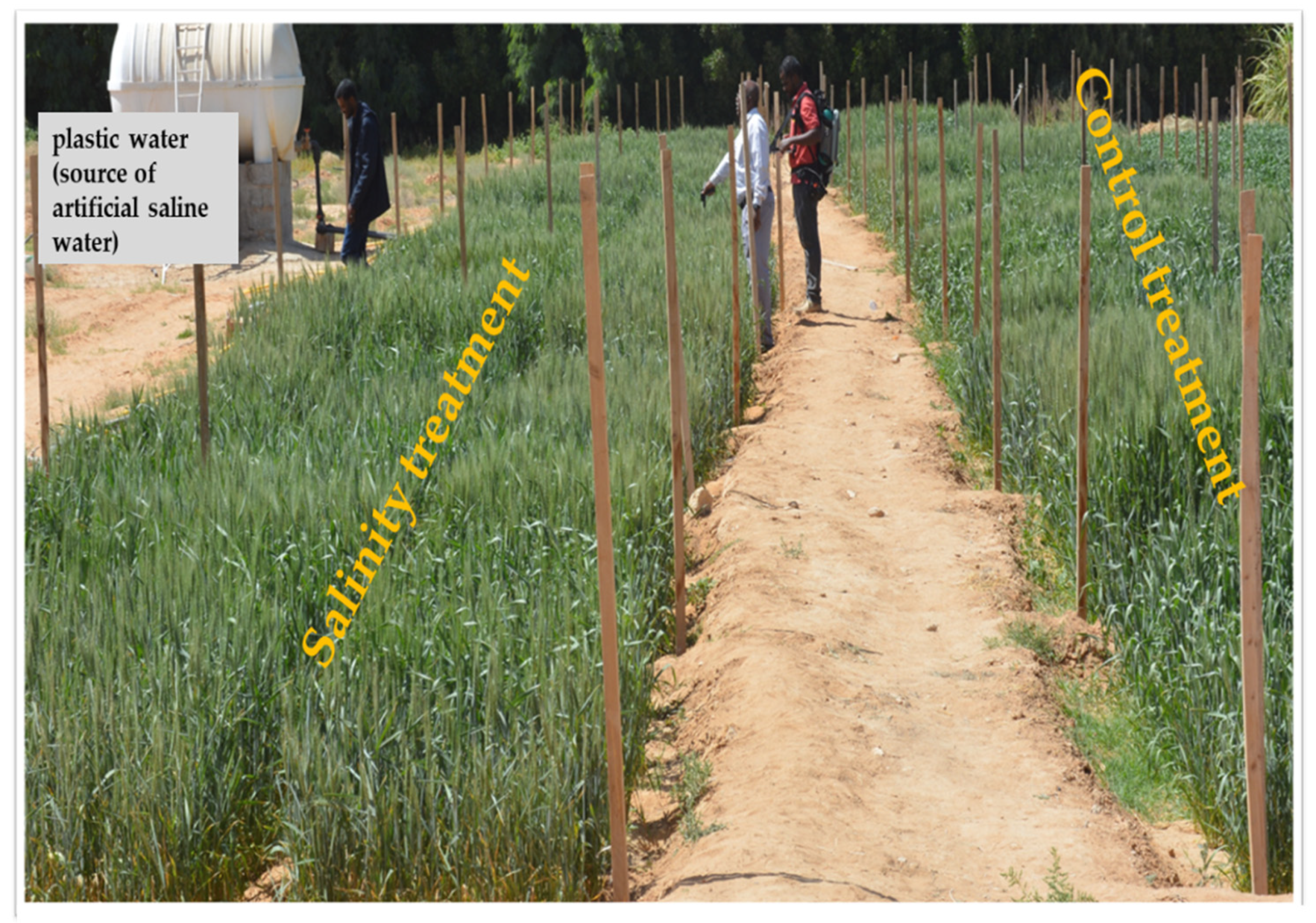 Plants 10 02512 g008