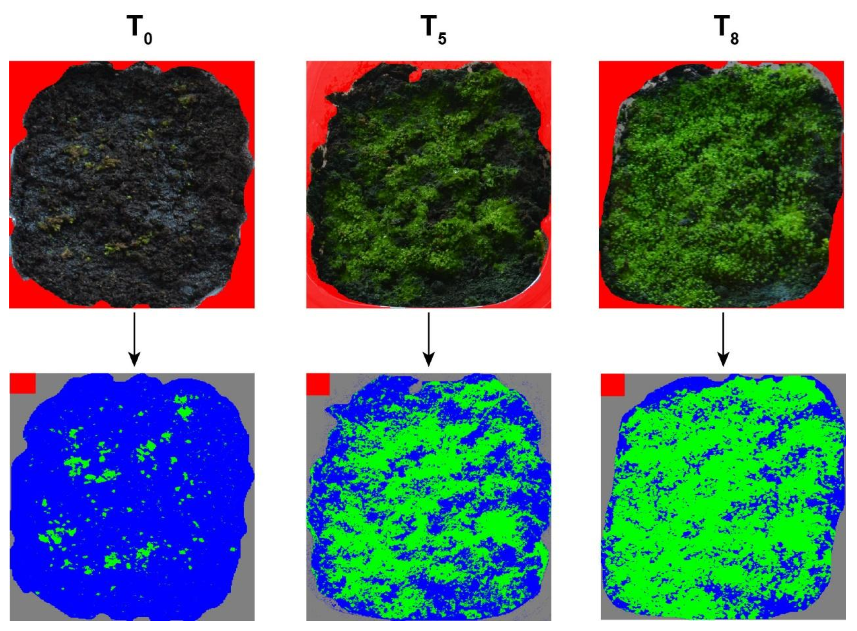 Plants 10 02523 g002