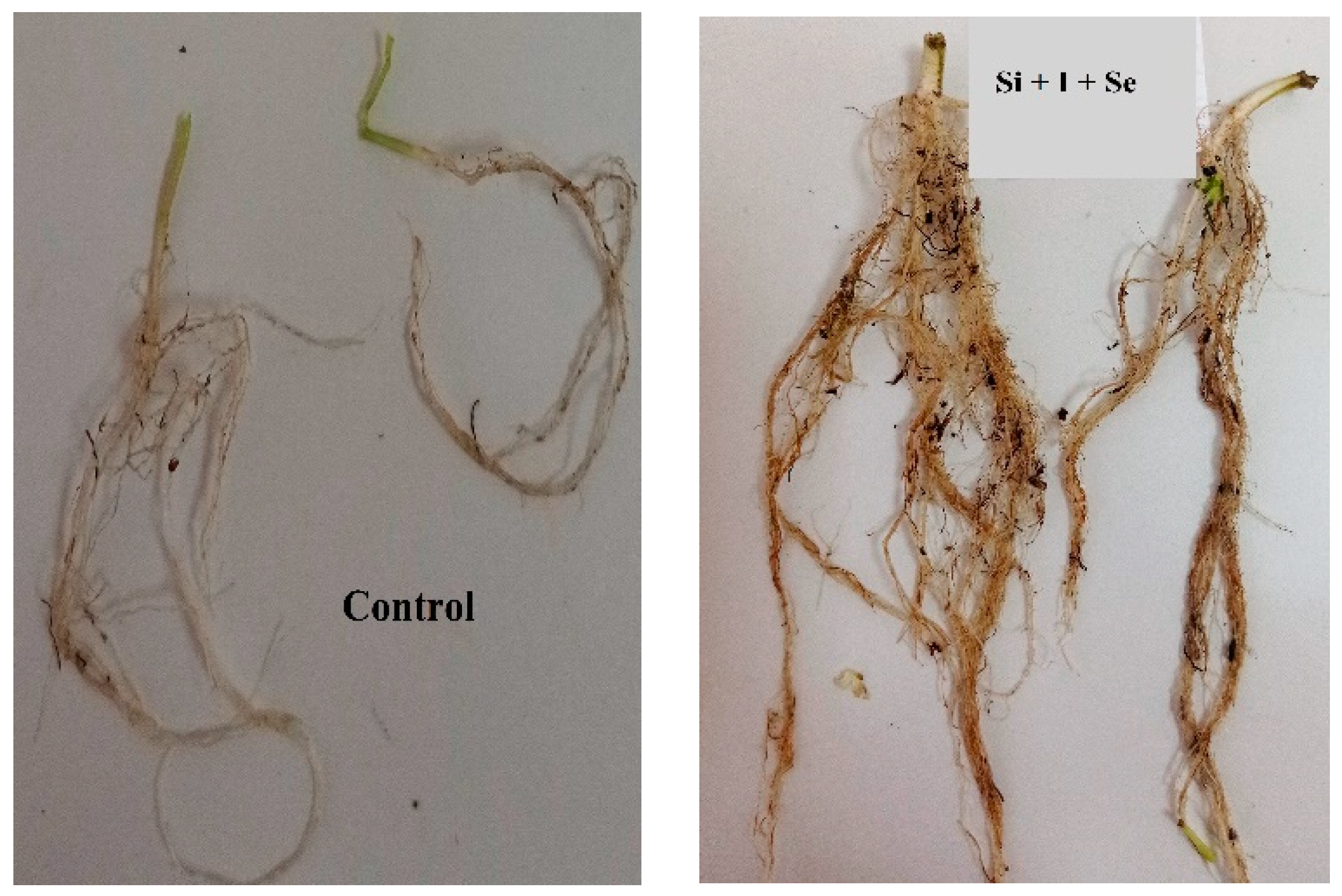 Plants 10 02528 g001