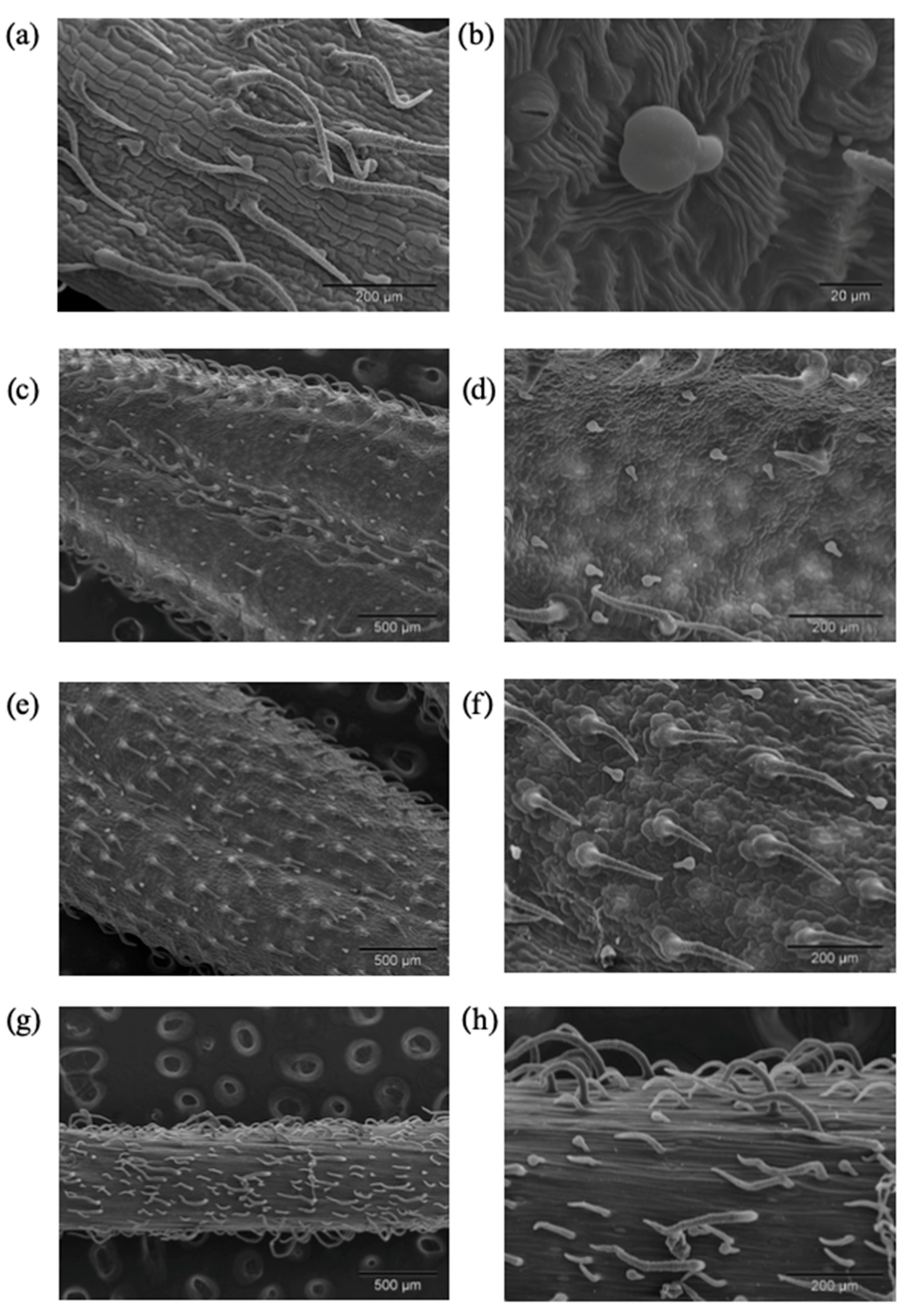 Plants 10 02529 g004 550