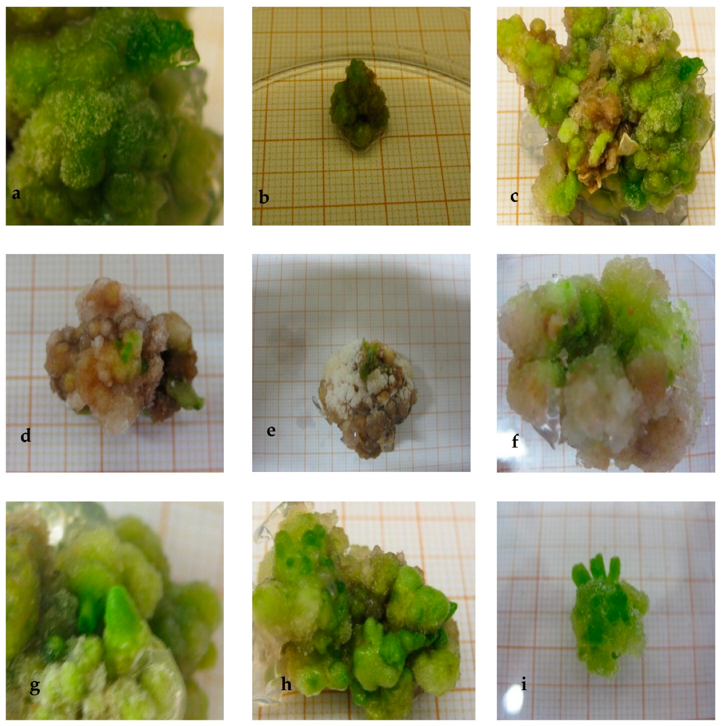 Plants 10 02539 g001