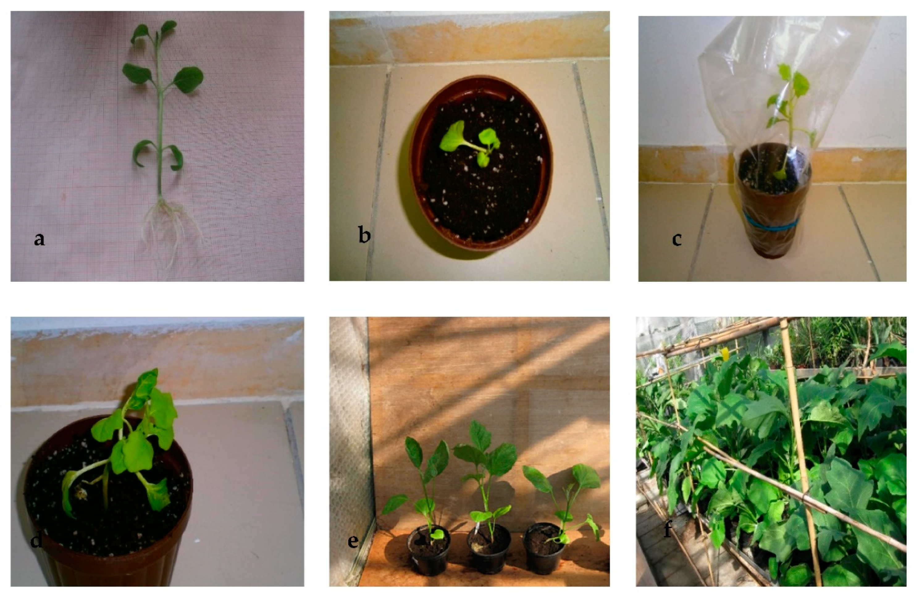 Plants 10 02539 g002