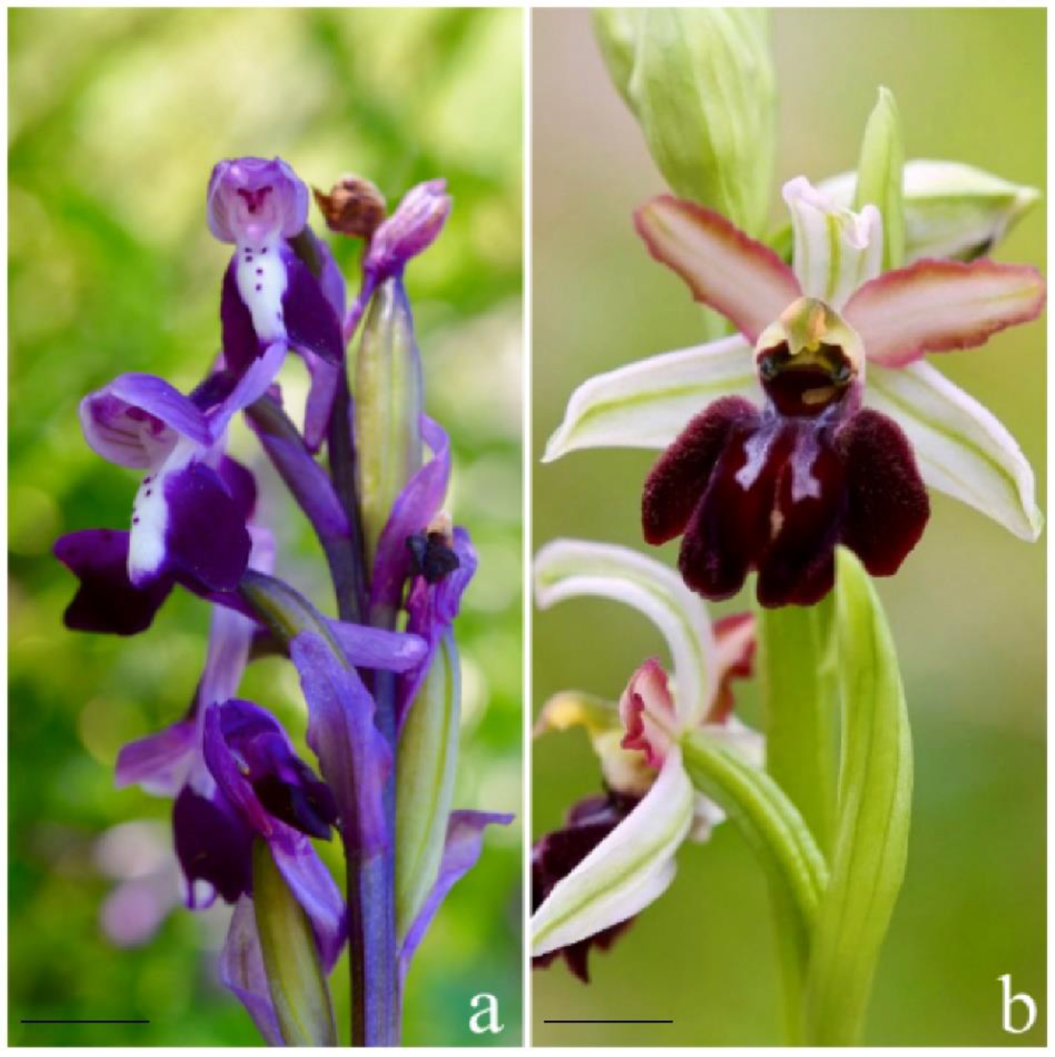 The Physioogy of Tropical Orchids in Relation To The Industry