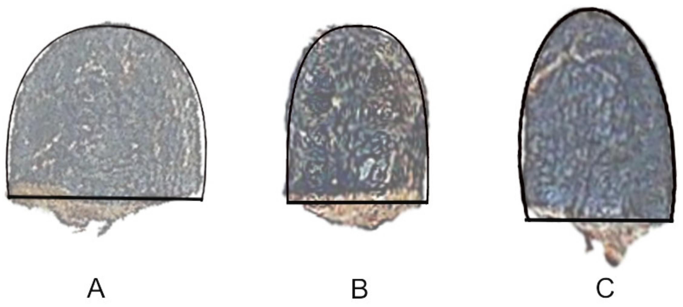 Plants 10 02546 g001