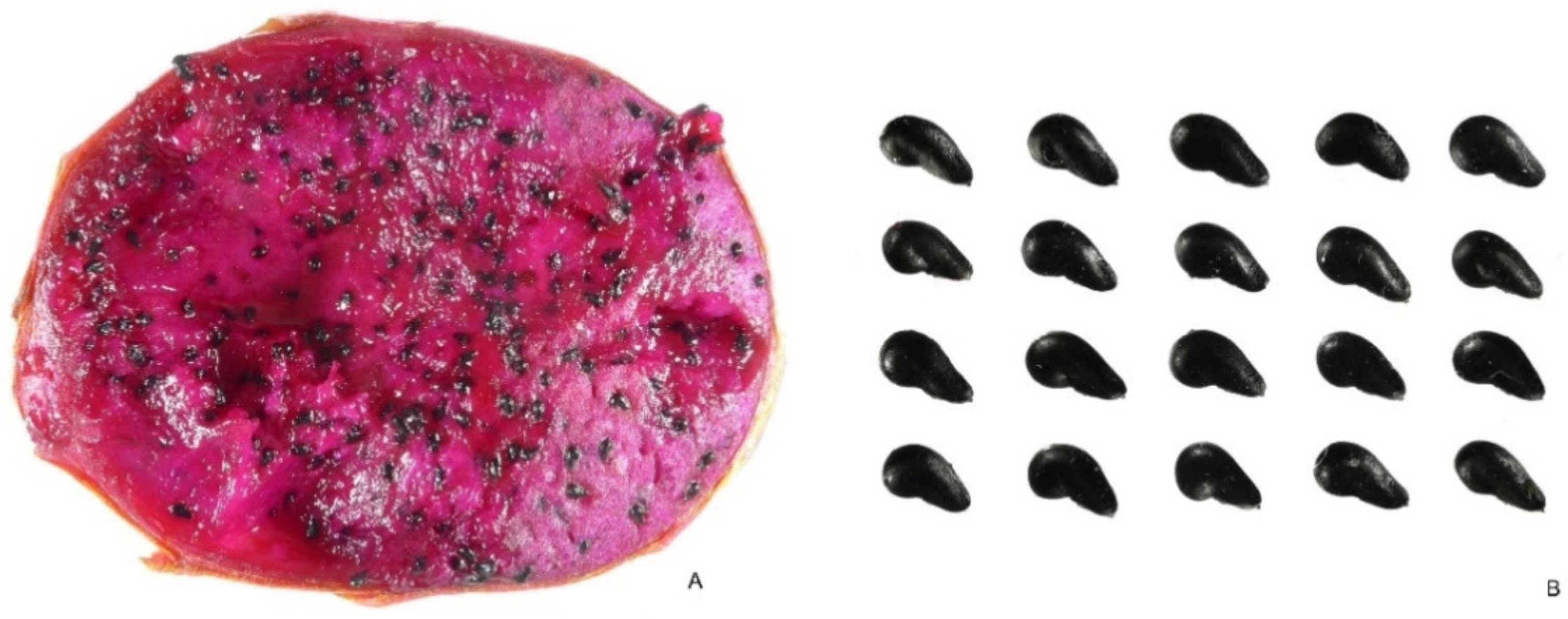 Plants 10 02546 g005