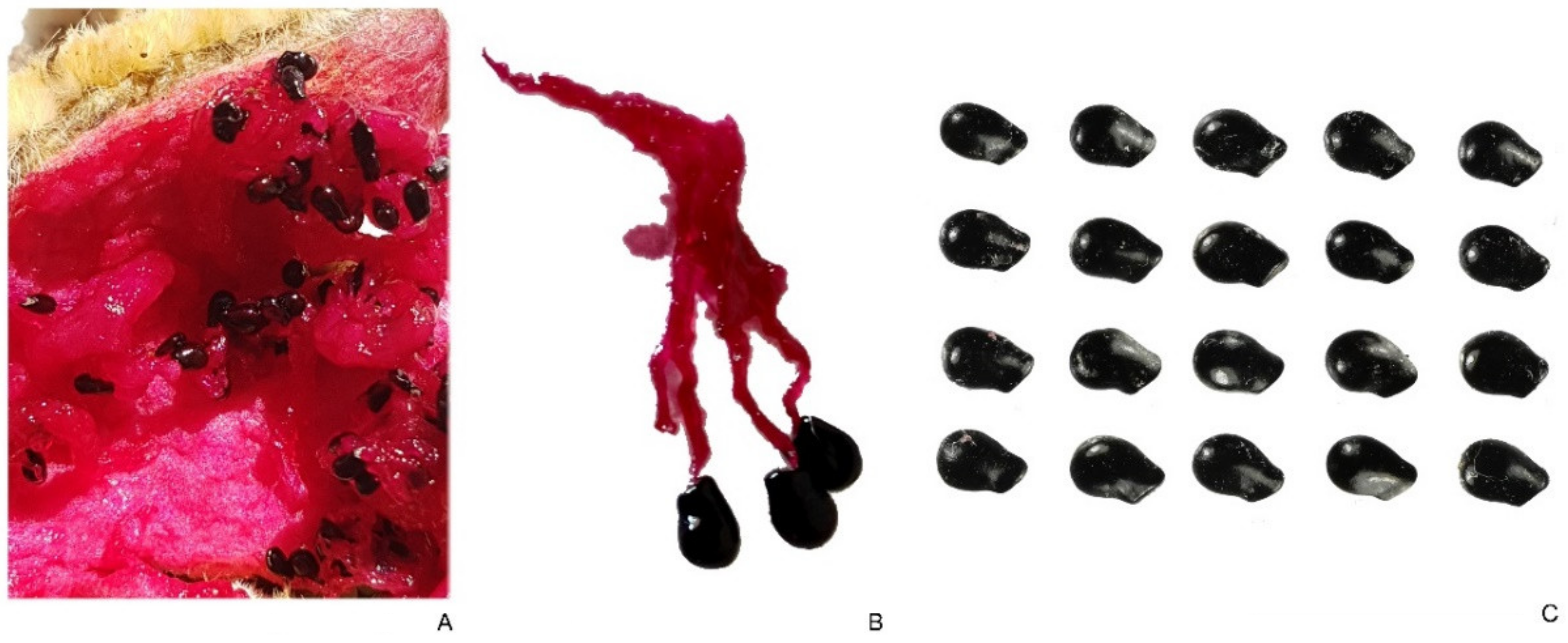 Plants 10 02546 g006