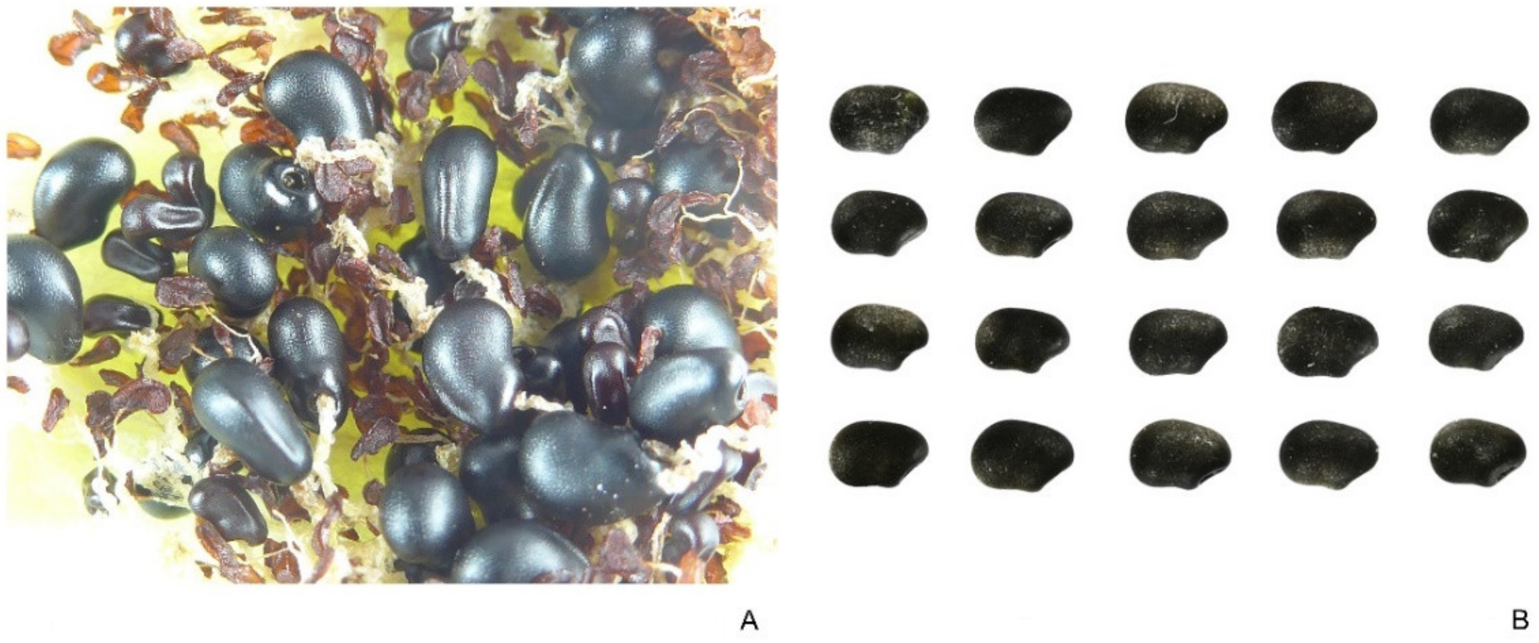 Plants 10 02546 g007