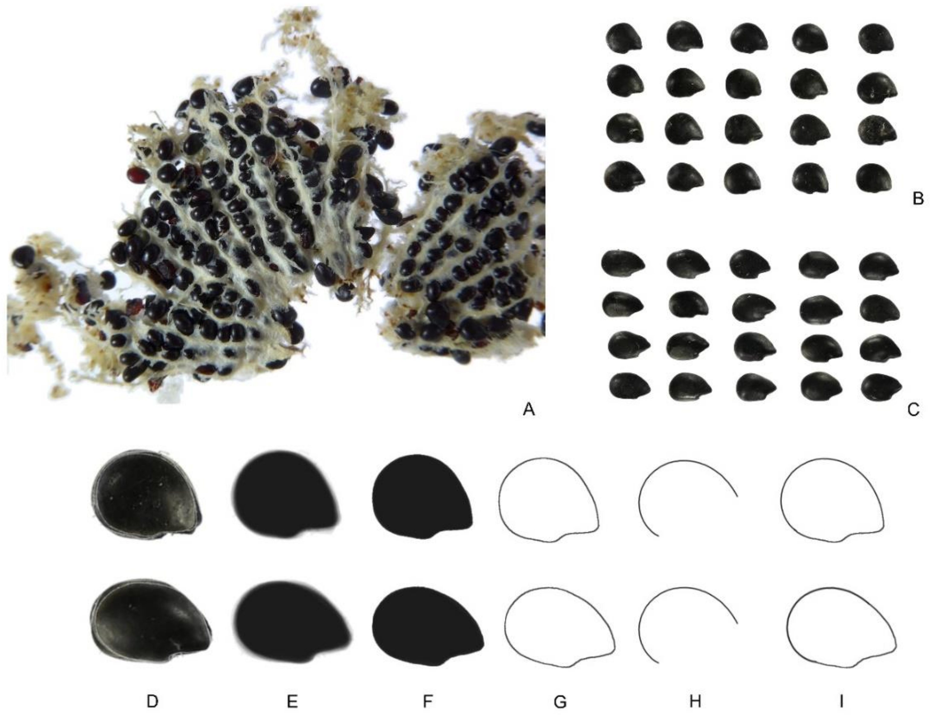 Plants 10 02546 g008