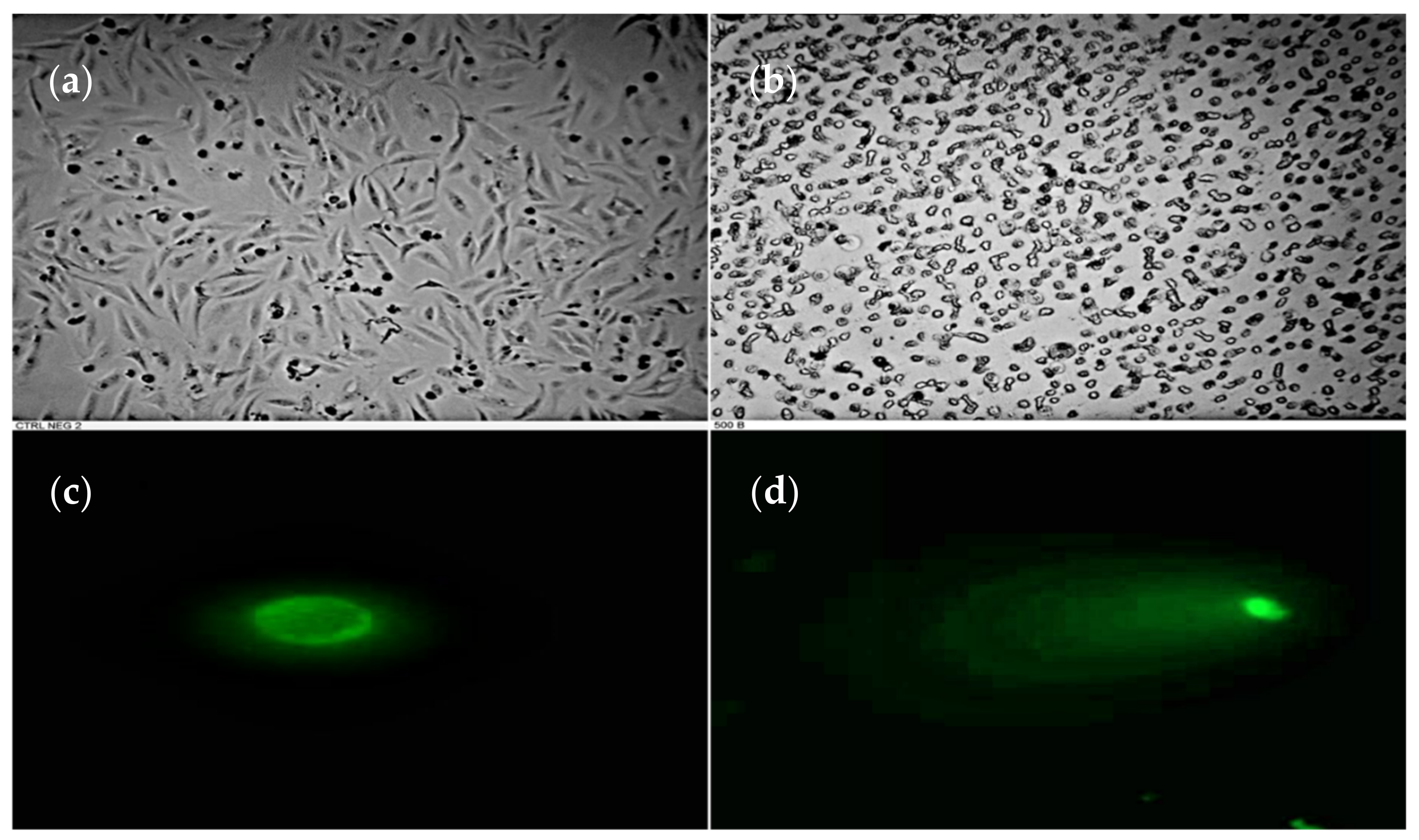 Plants 10 02559 g002 550