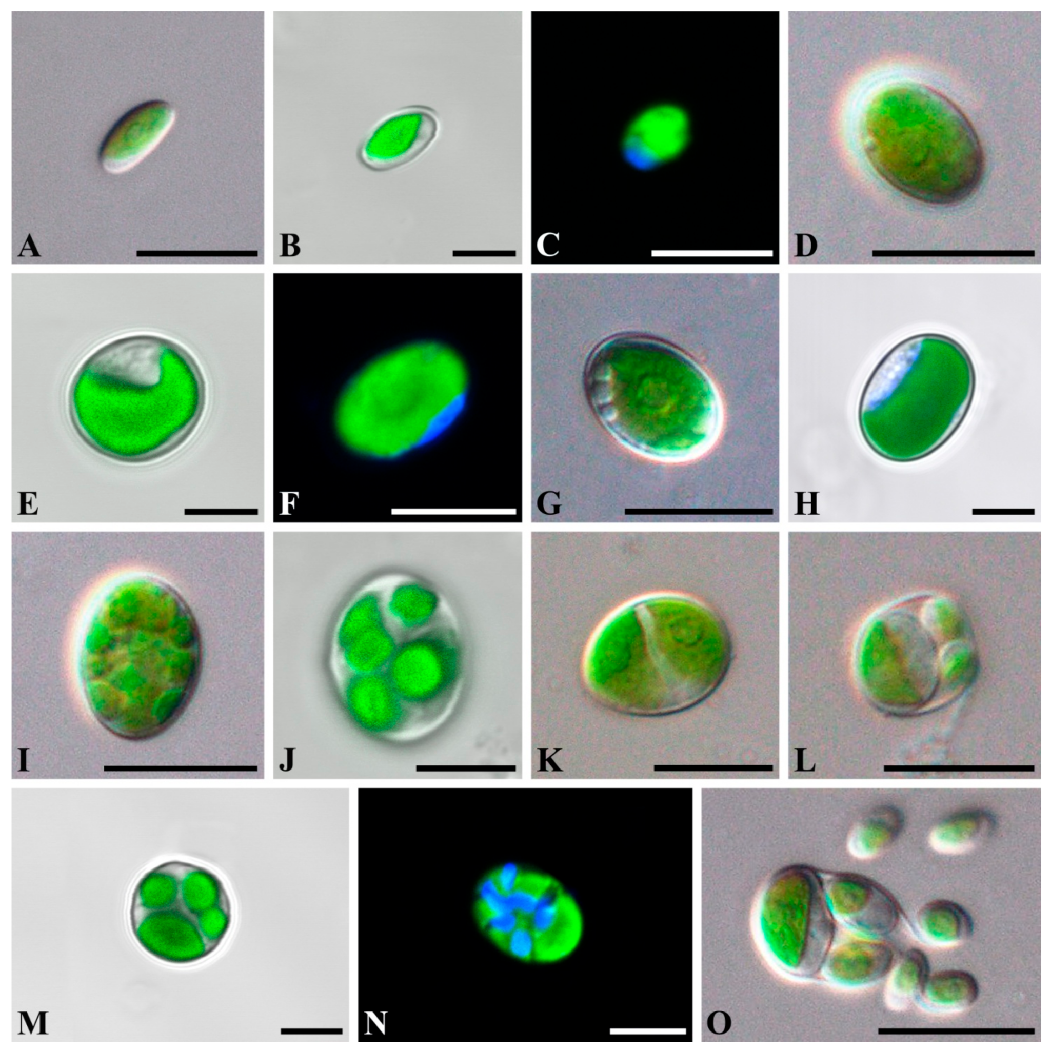 Plants 10 02560 g001 550