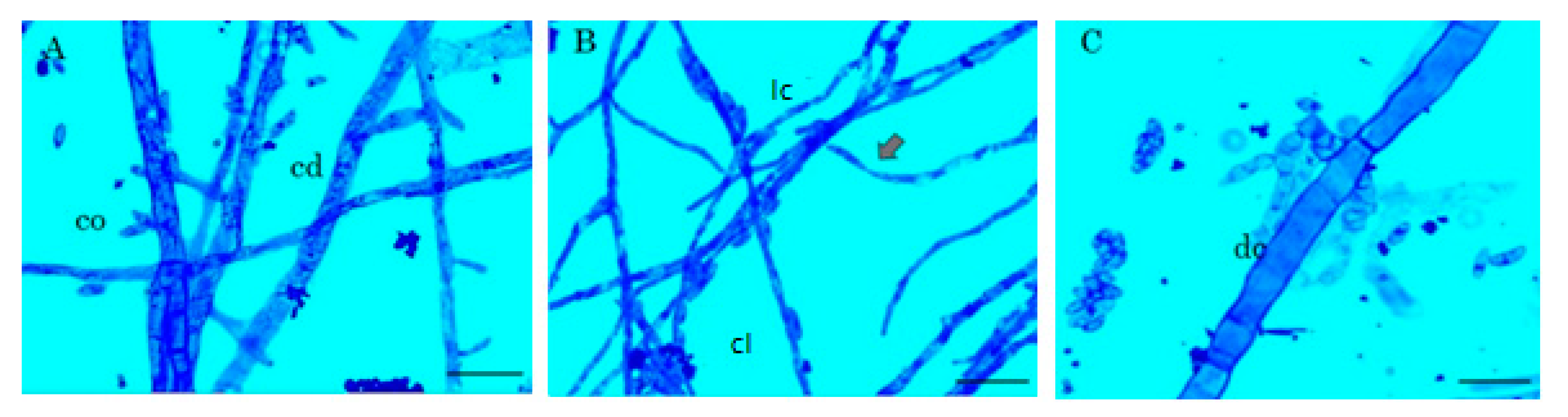 Plants 10 02563 g001 Plants 10 02563 g001