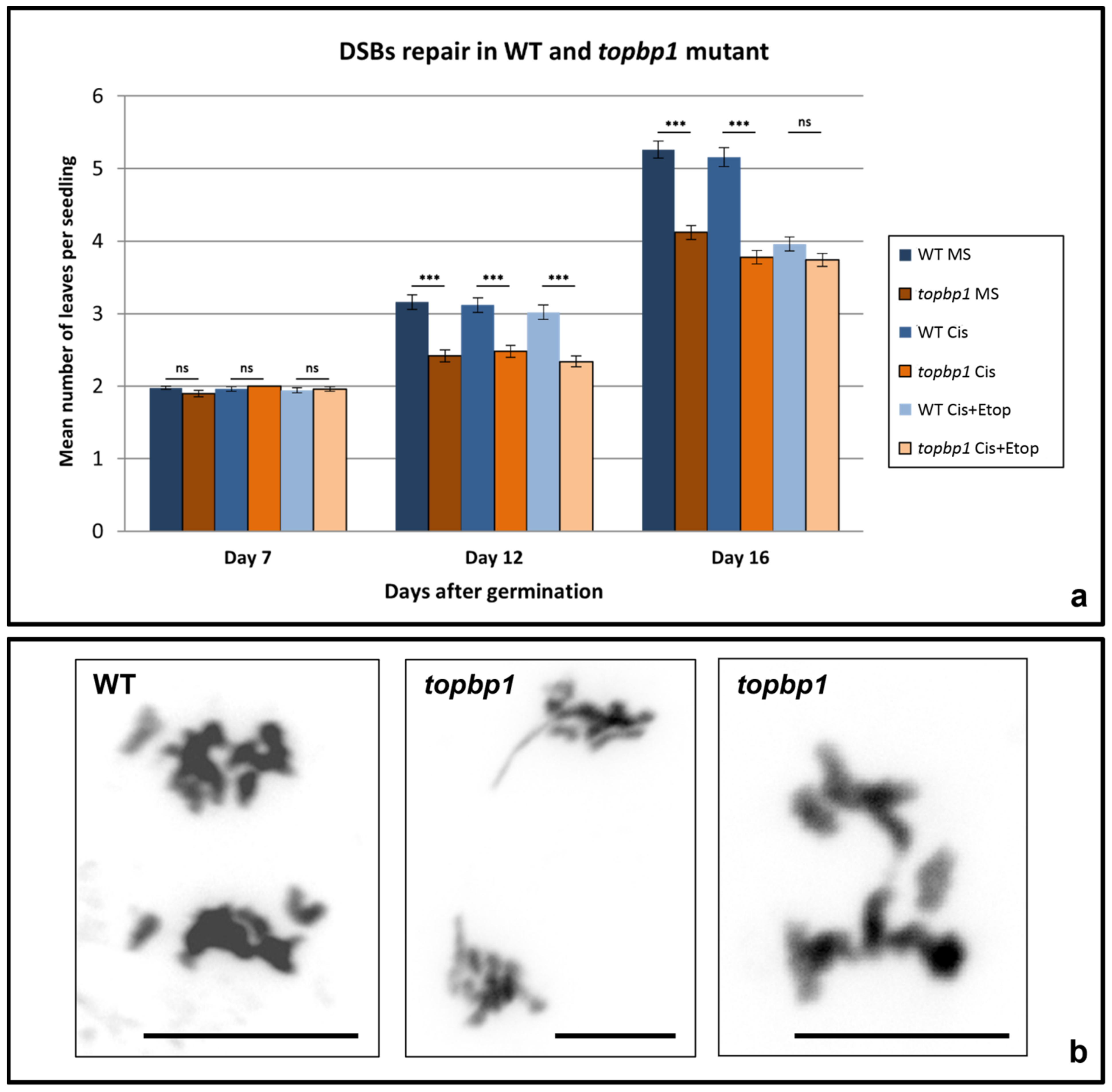 Plants 10 02568 g001 Plants 10 02568 g001