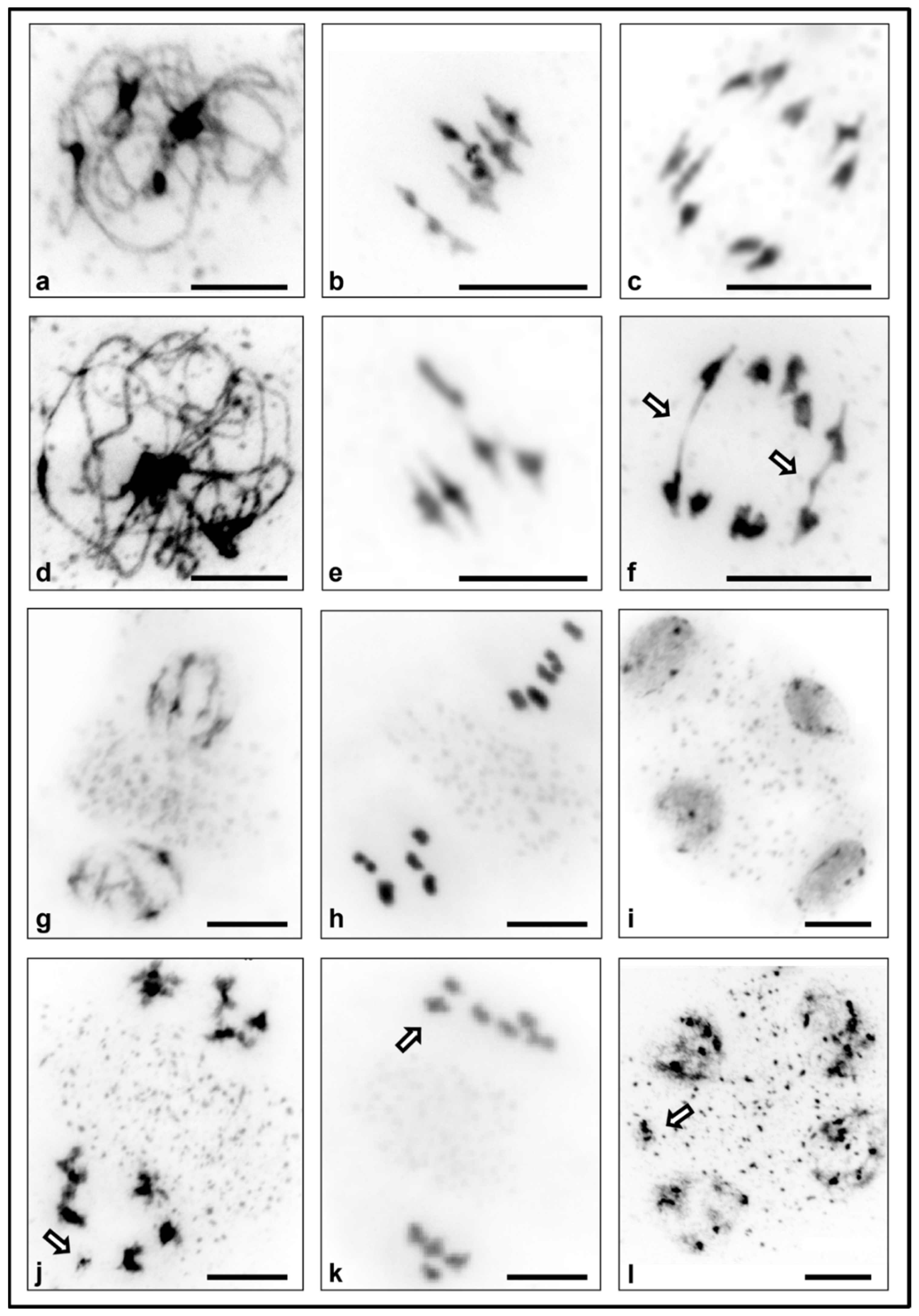 Plants 10 02568 g002 Plants 10 02568 g002